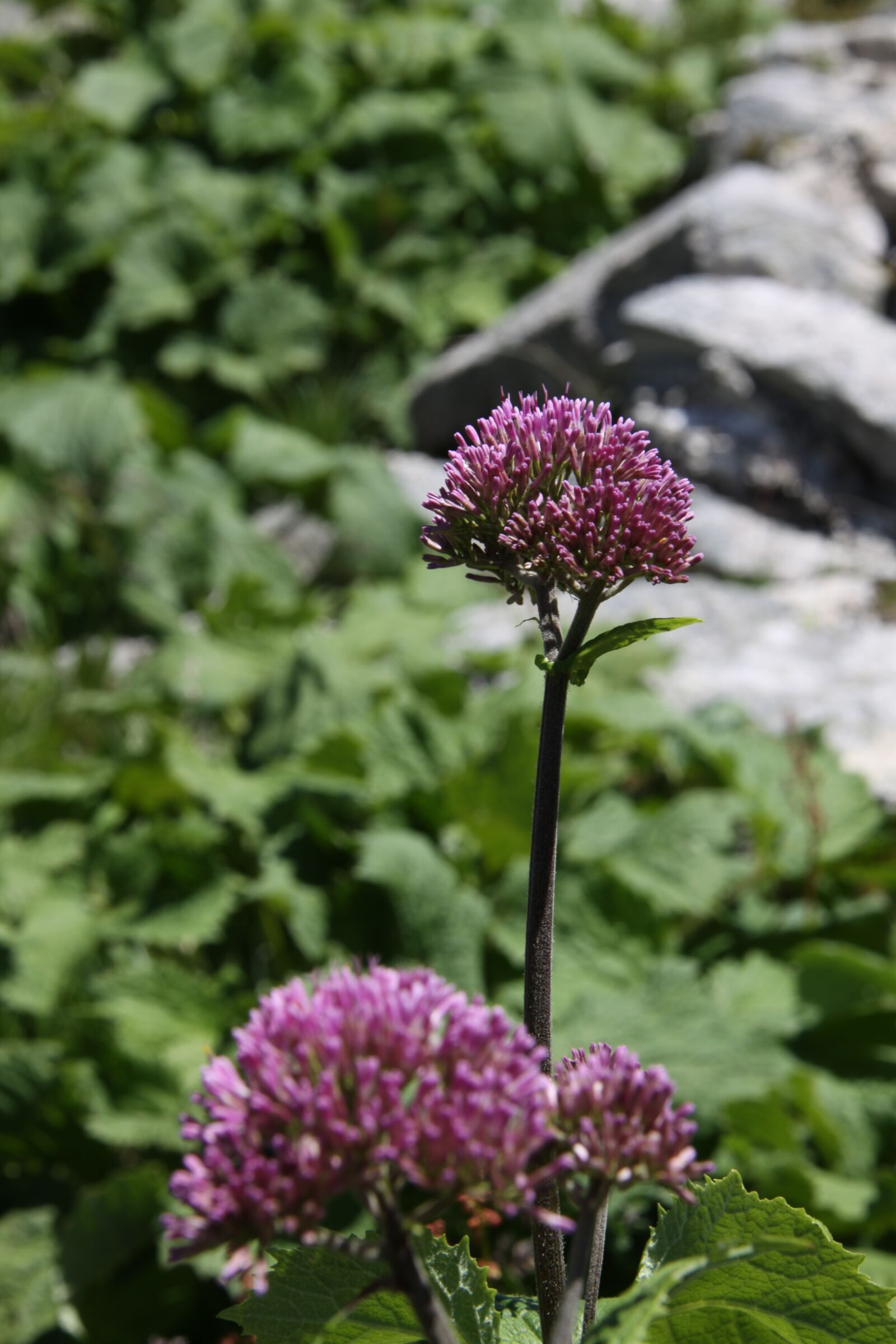 Canon EOS 50D sample photo. Pink, pink flower, flower photography
