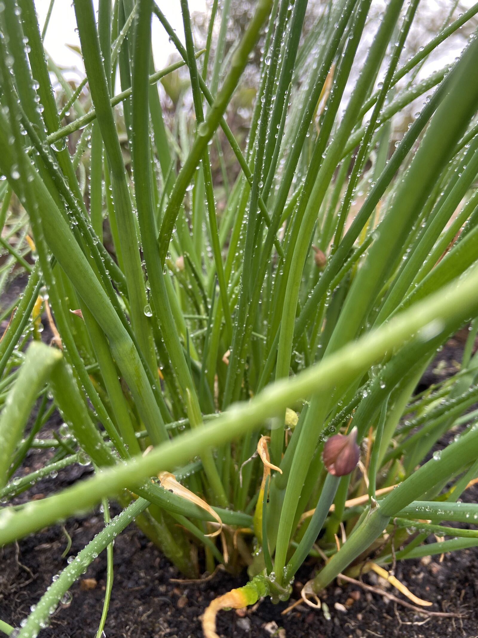 Apple iPhone 11 sample photo. Chives, have, plant photography