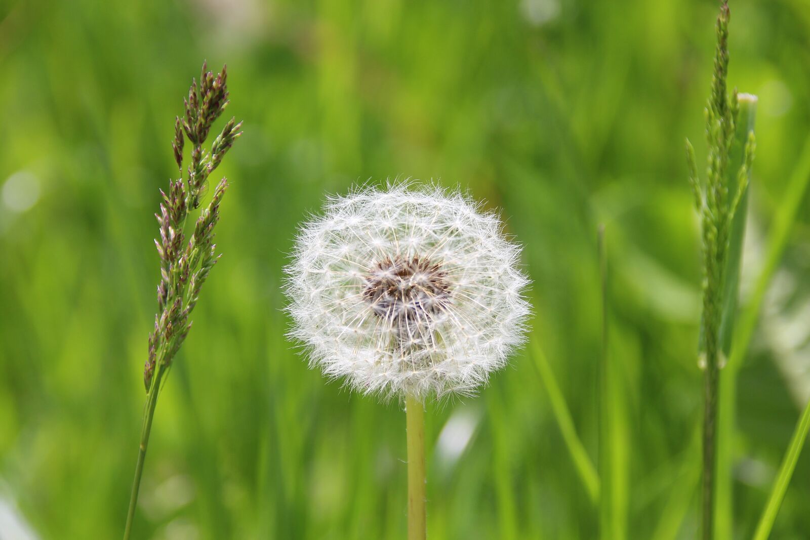Canon EOS 650D (EOS Rebel T4i / EOS Kiss X6i) sample photo. Dandelion, nature, meadow photography