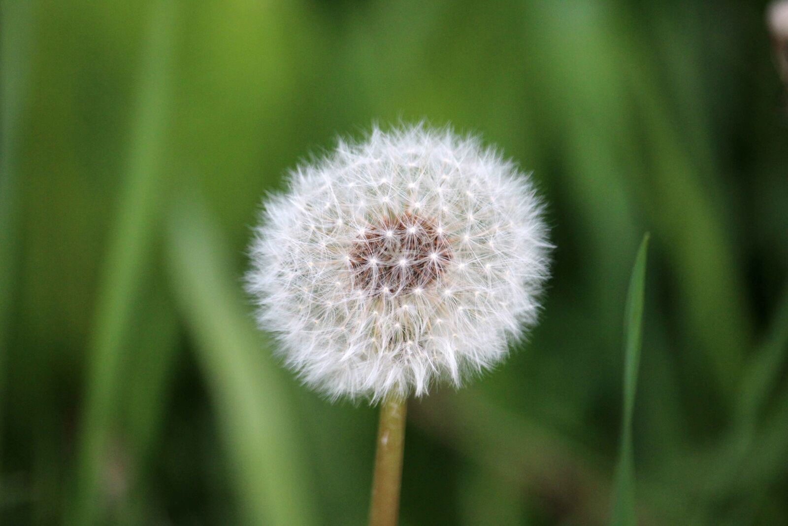 Canon EF-S 55-250mm F4-5.6 IS STM sample photo. Dandelion, nature, flower photography