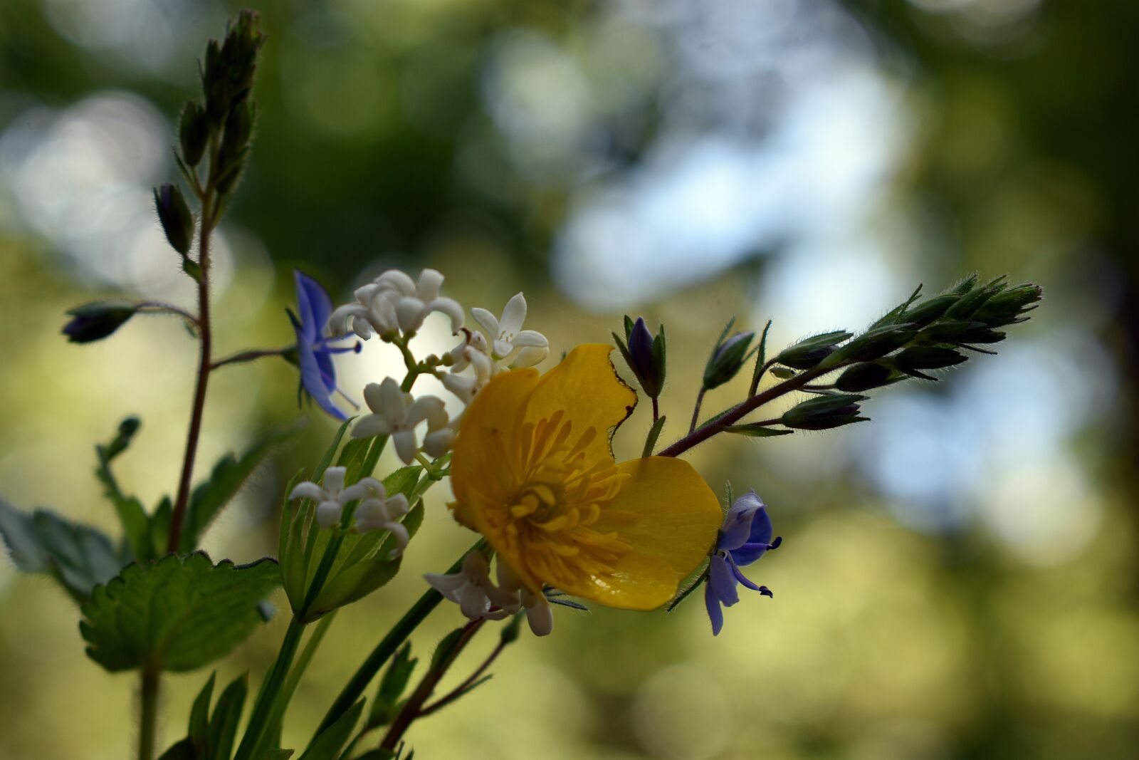 Nikon D3400 sample photo. Flowers, spring, nature photography