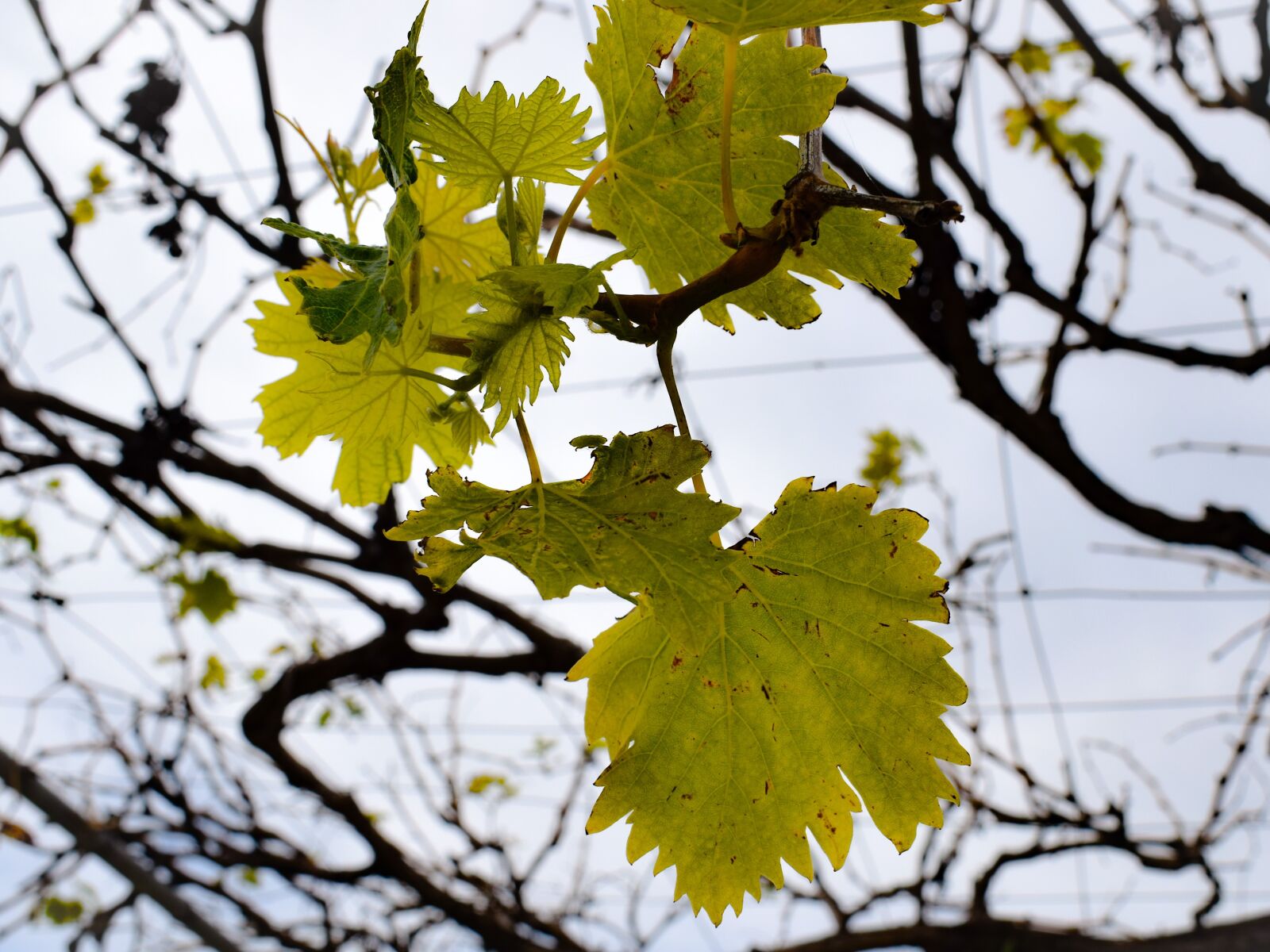 Nikon D3300 sample photo. Vine, leaf, branch photography