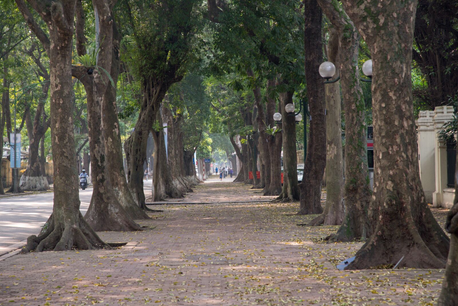 Nikon D750 sample photo. Park, tree, hanoi photography