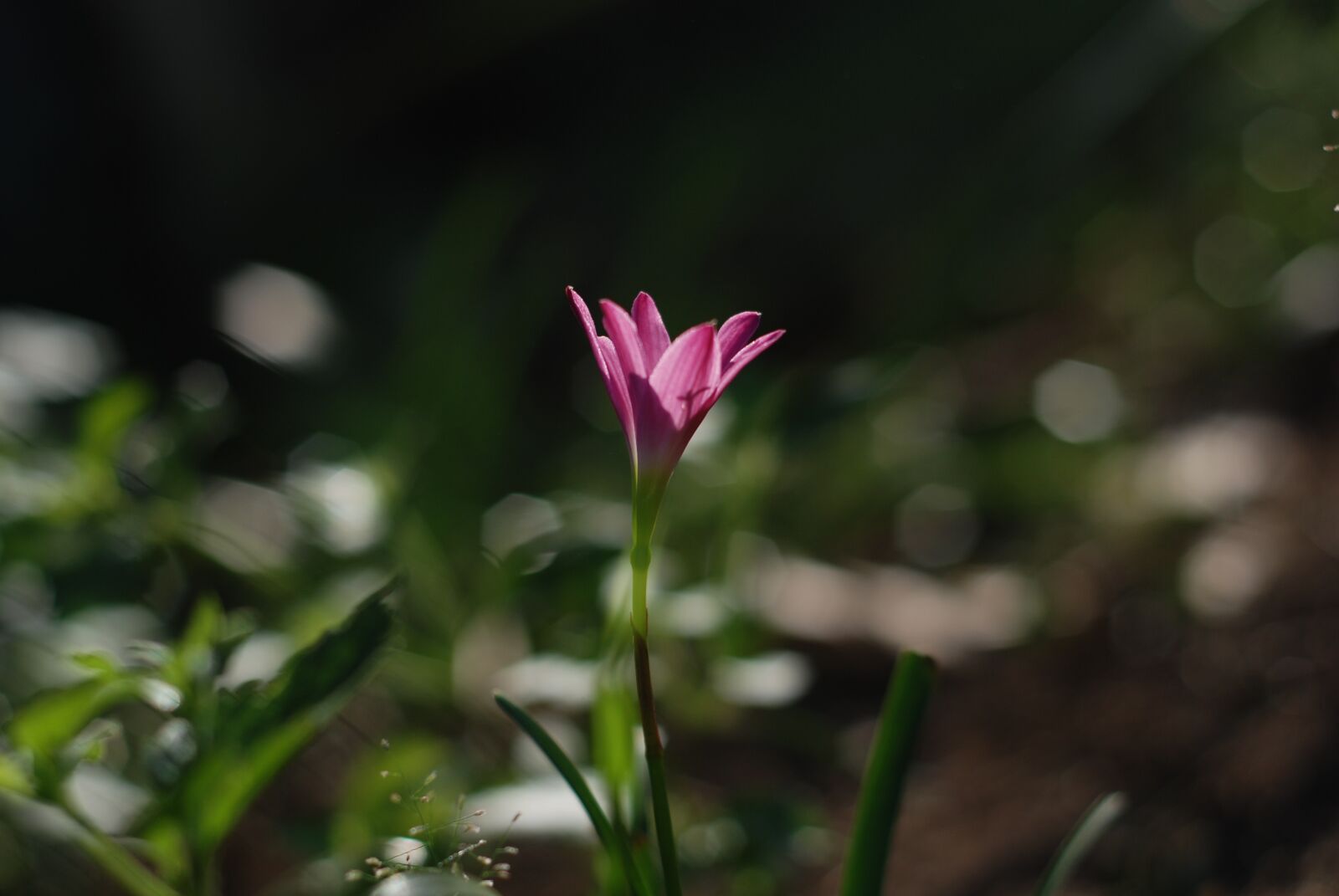 Nikon D80 sample photo. Flower, the garden, blooming photography
