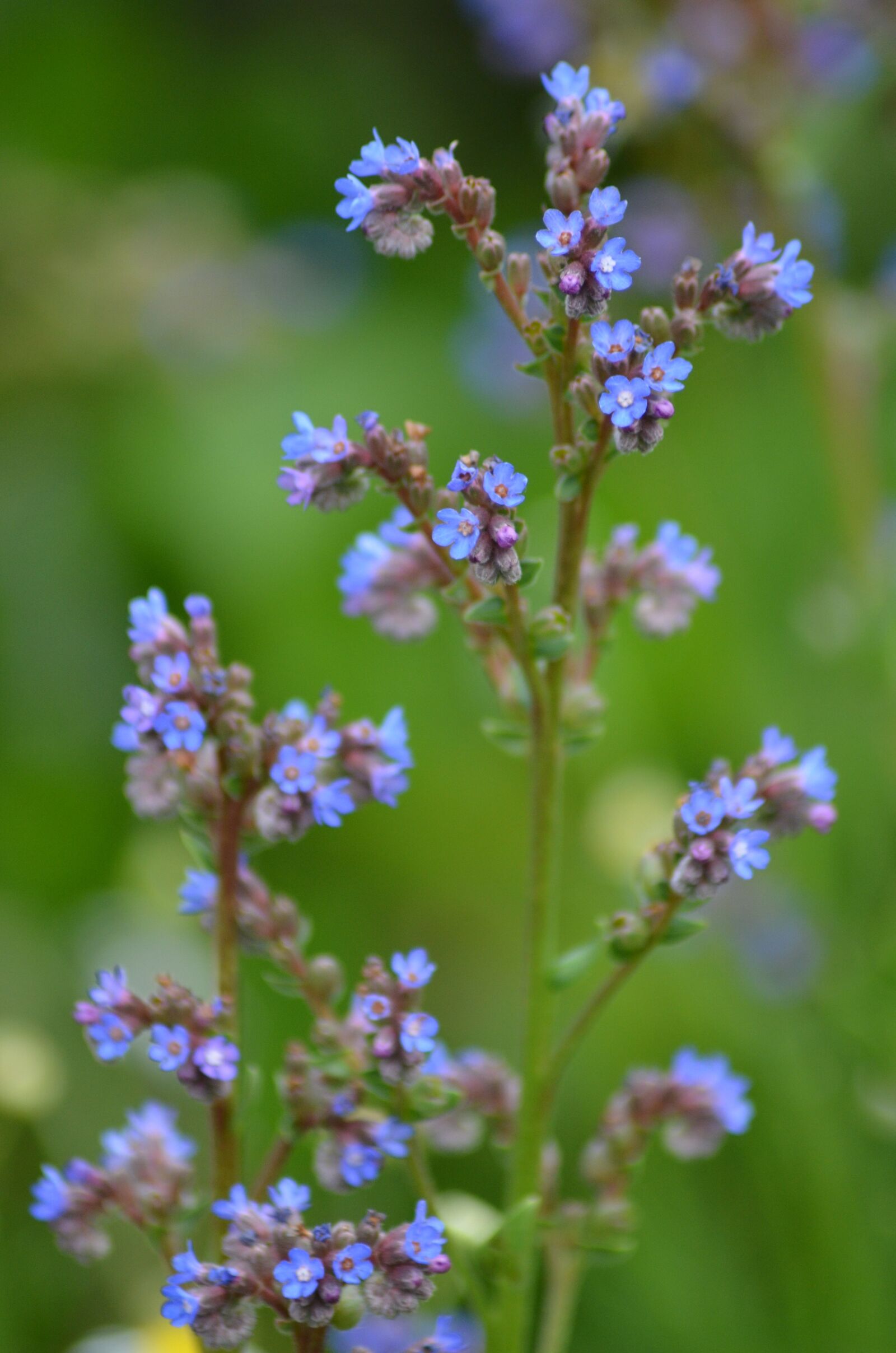 Nikon D5100 sample photo. Small flowers, purple, blue photography
