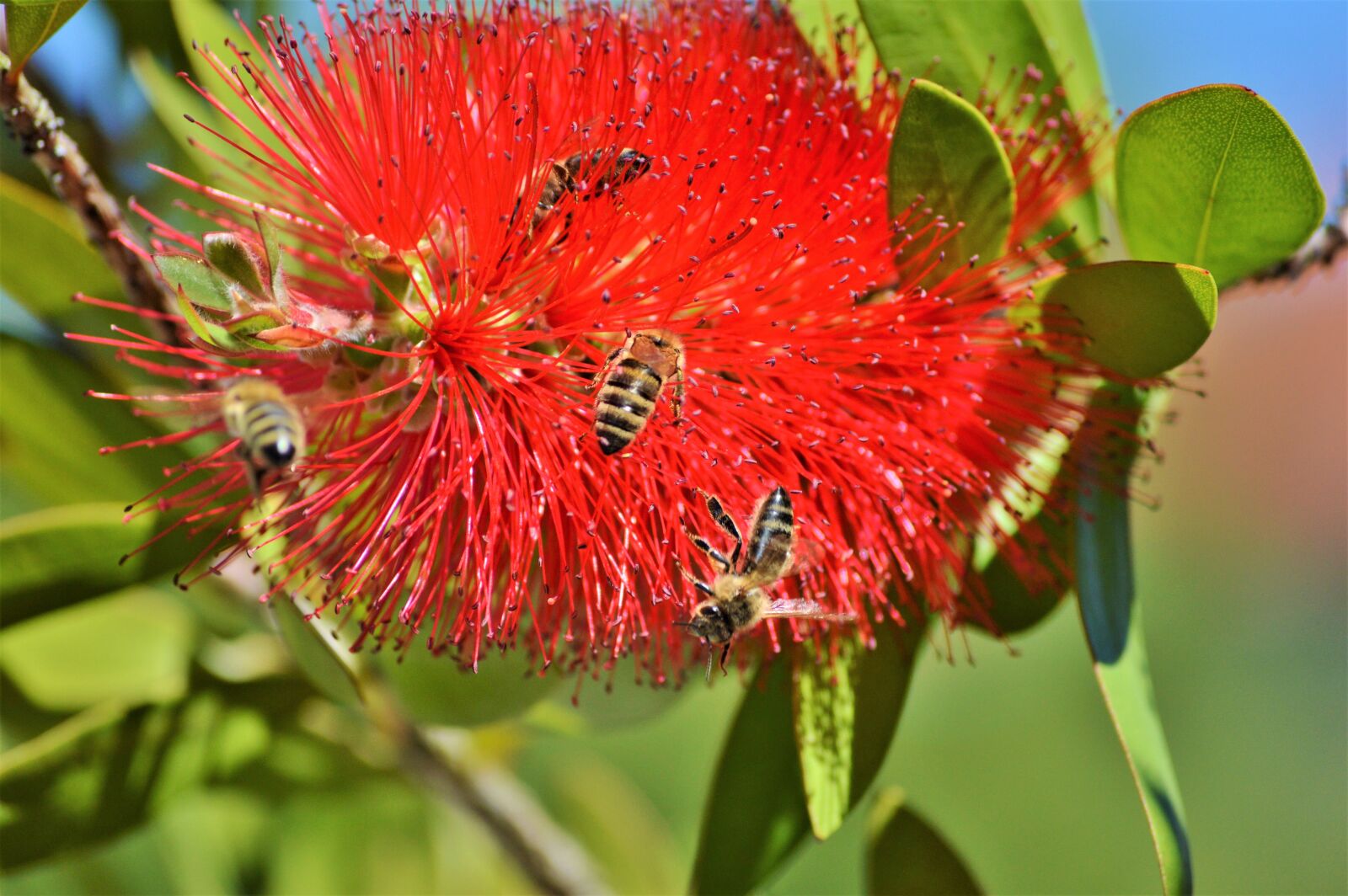 Nikon D3200 sample photo. Lemon bottlebrush, callistemon citrinus photography