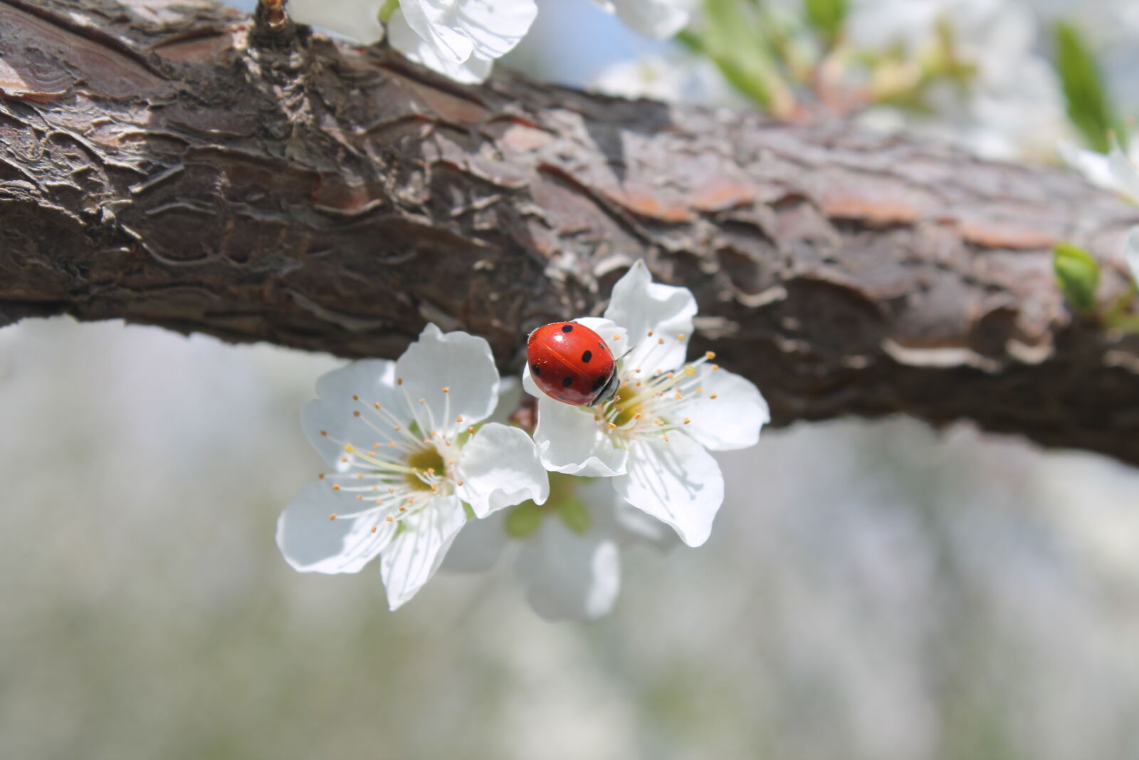 Canon EOS 1100D (EOS Rebel T3 / EOS Kiss X50) sample photo. Ladybird photography