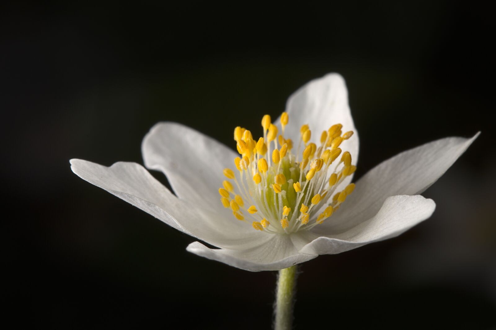 Canon EOS M5 + Canon EF 100mm F2.8L Macro IS USM sample photo. Wood anemone, forest, spring photography