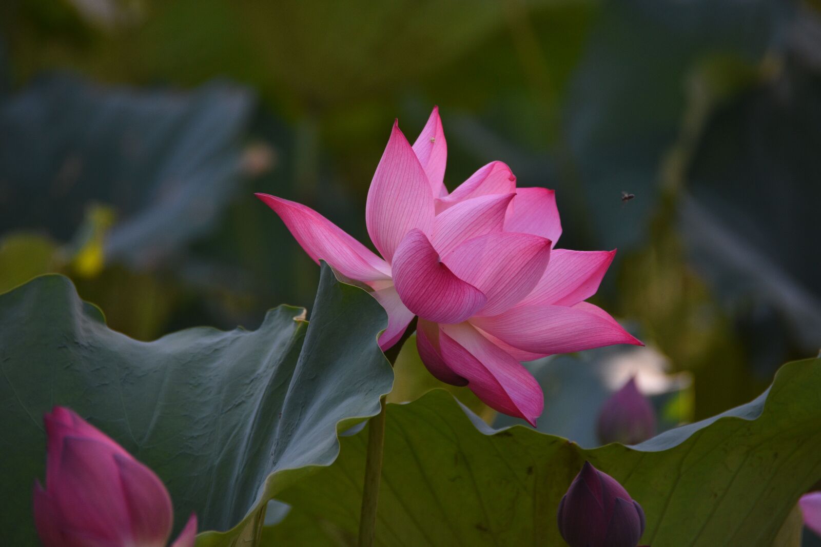 Nikon D7200 sample photo. Lotus, pink, bloom photography