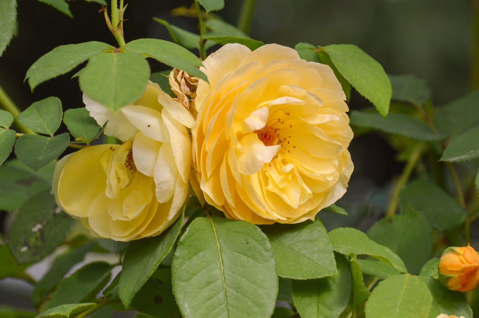 Nikon D3200 sample photo. Flower, leaf, flora photography