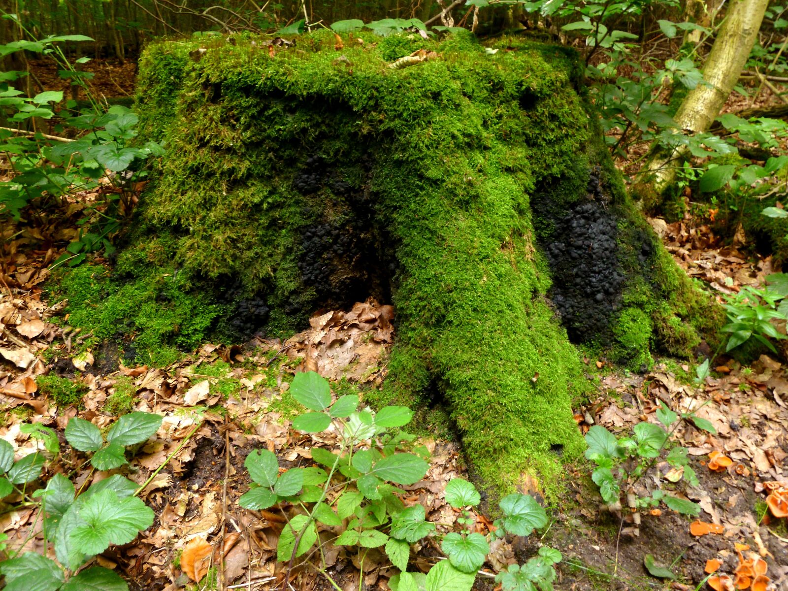 Panasonic DMC-FS37 sample photo. Tree stump, tree, forest photography