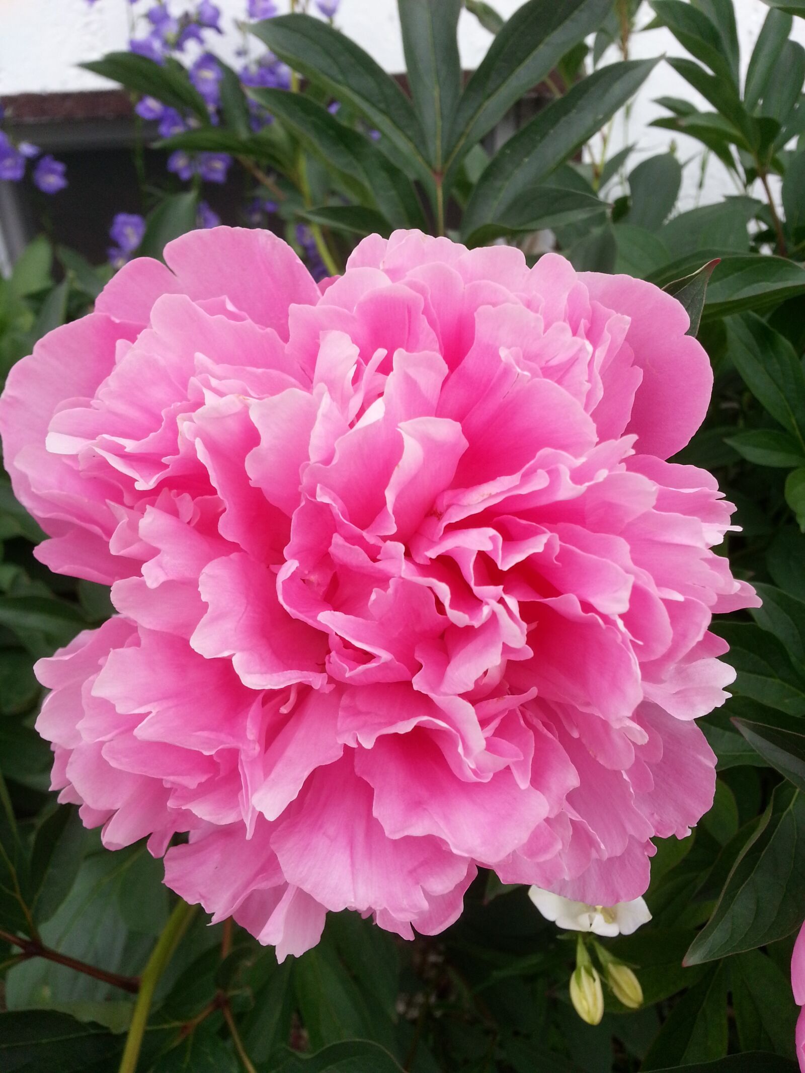 Samsung Galaxy S3 sample photo. Peony, pink, garden photography