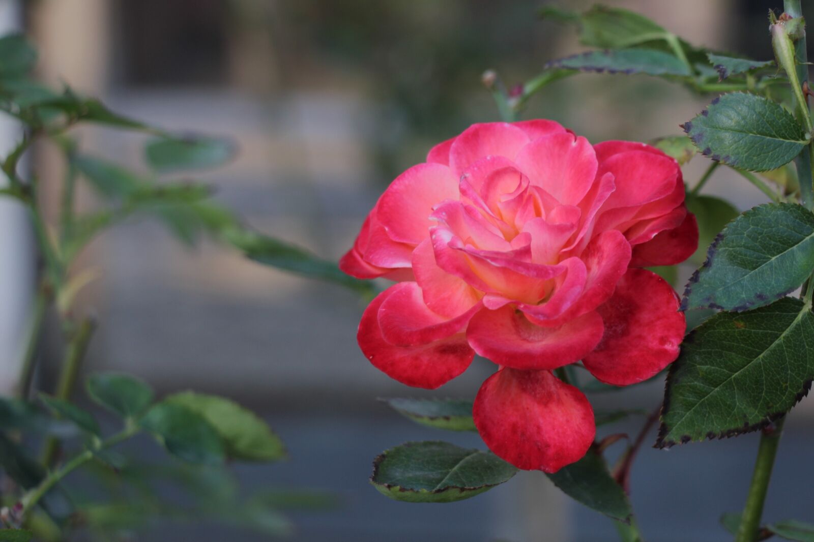 Canon EOS 550D (EOS Rebel T2i / EOS Kiss X4) sample photo. Rose, garden, park photography