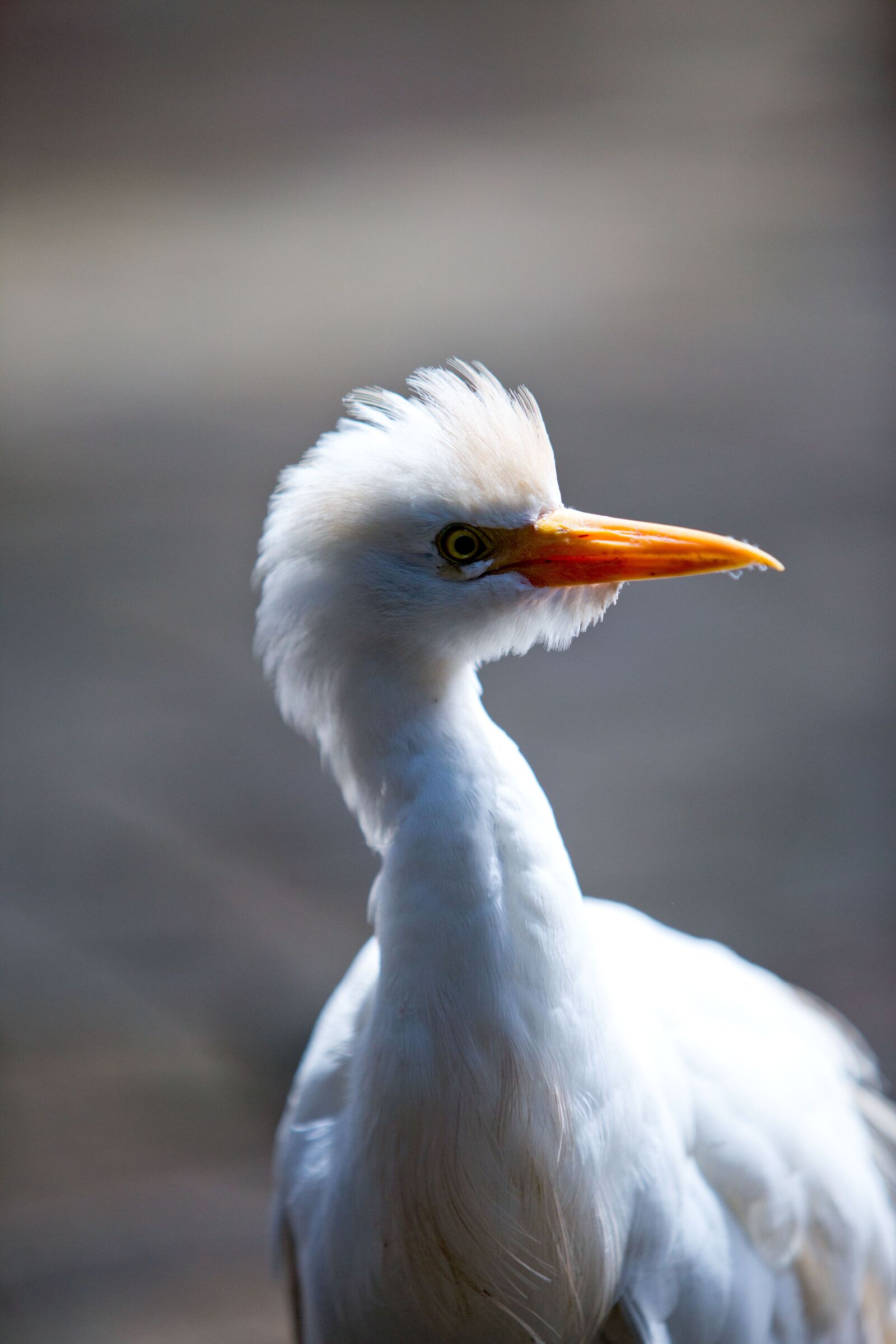 Canon EF 70-200mm F2.8L USM sample photo. Bird, wildlife, nature photography
