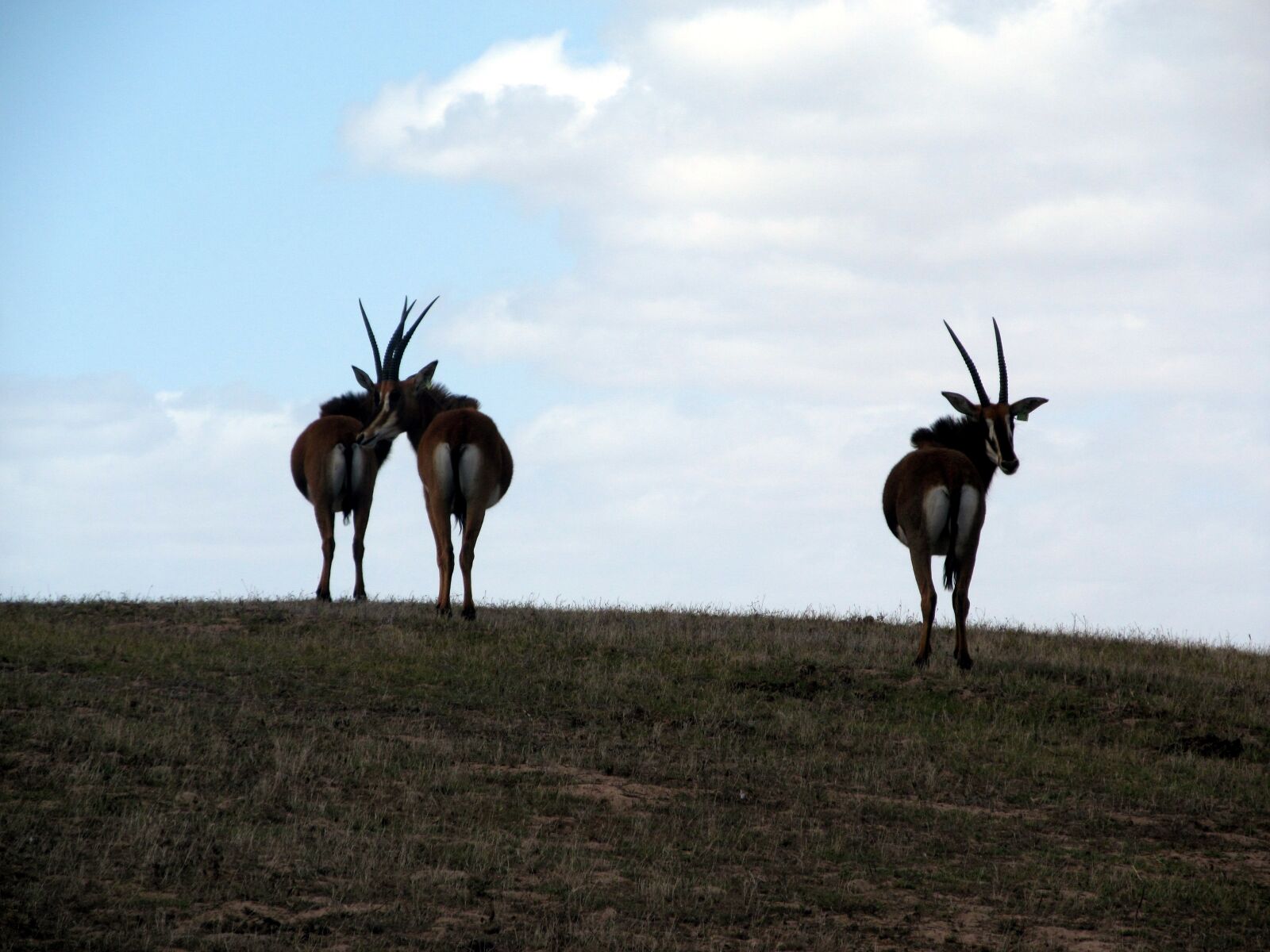 Canon PowerShot SX150 IS sample photo. Sable antelope, africa, wildlife photography