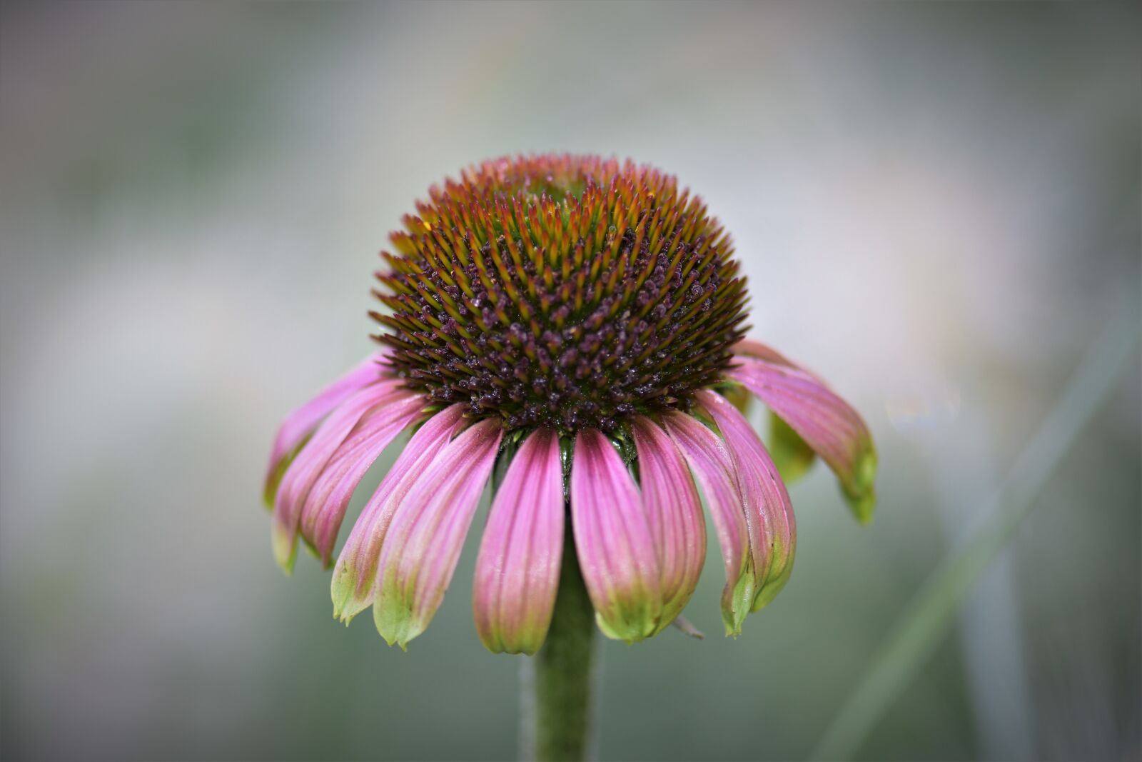 Nikon D5500 sample photo. Echinacea, coneflower, blossom photography