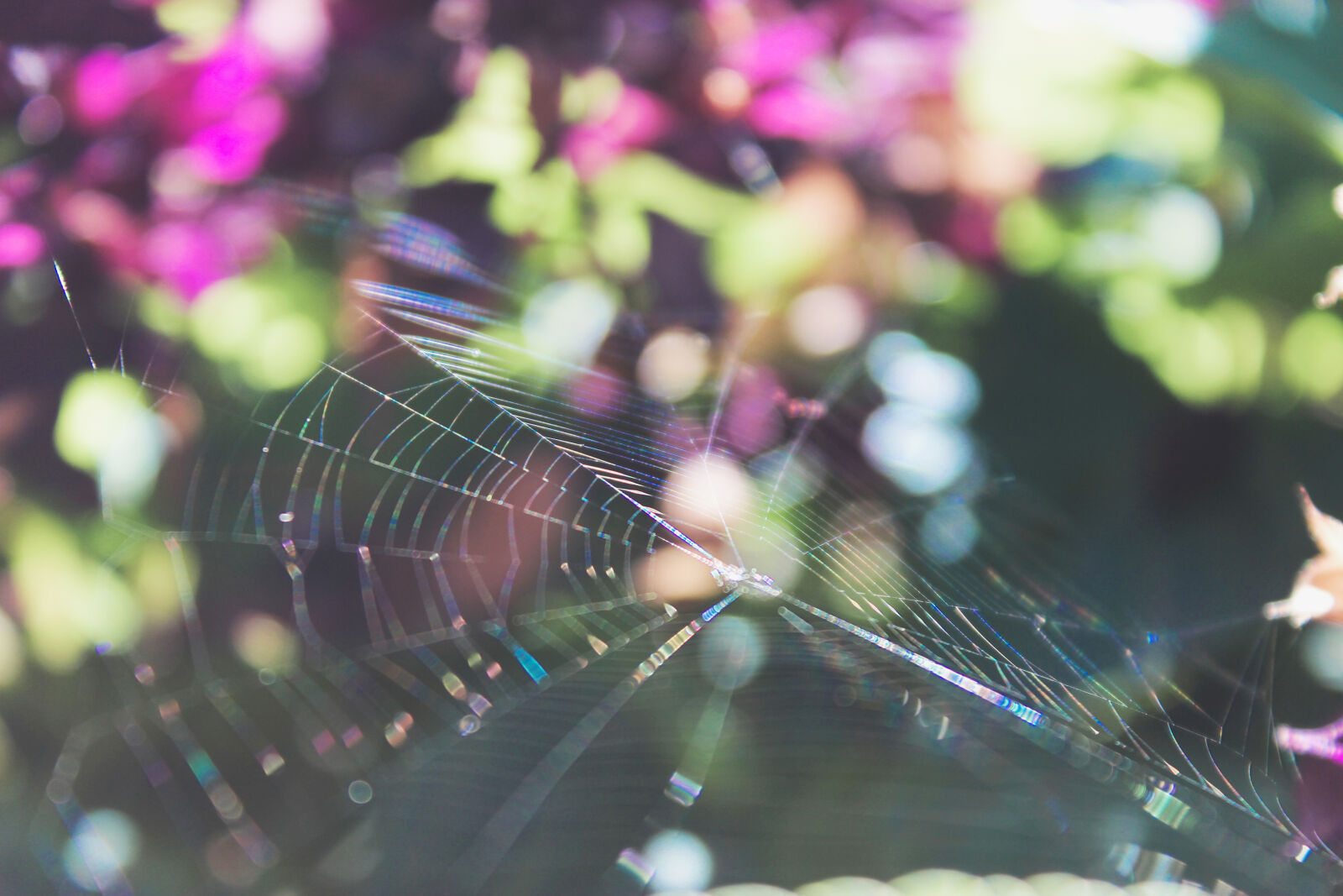 Canon EOS 600D (Rebel EOS T3i / EOS Kiss X5) sample photo. Spider, web, hanging, on photography