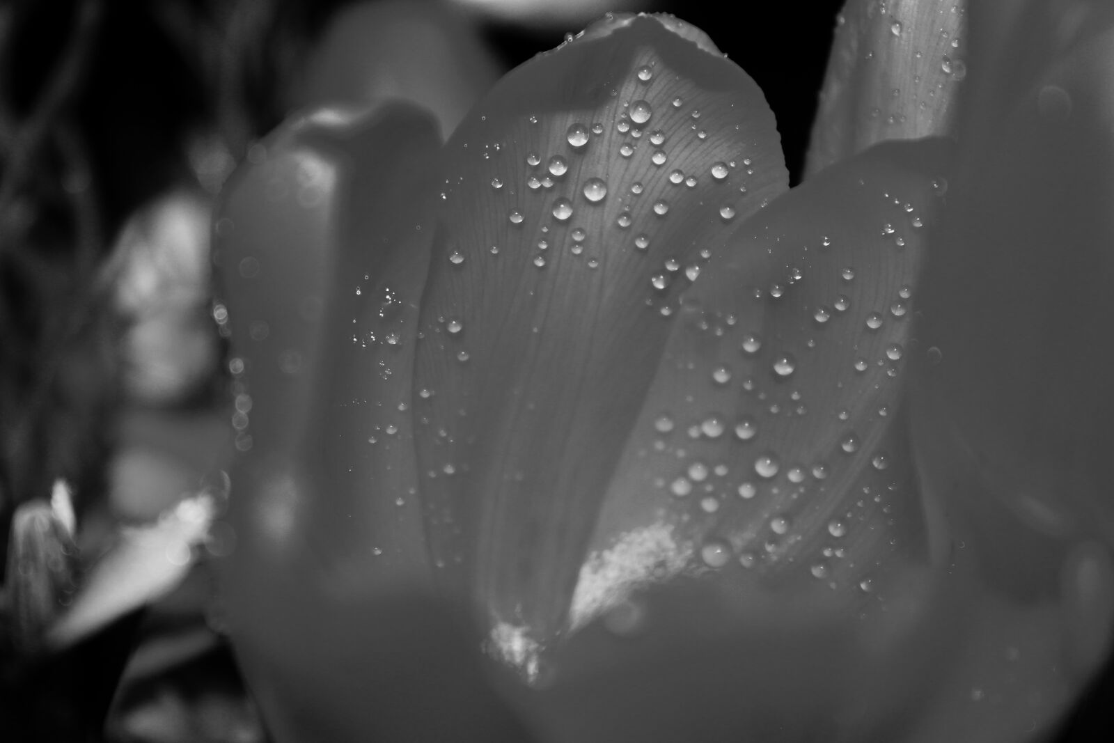 Canon EOS 600D (Rebel EOS T3i / EOS Kiss X5) + Canon EF-S 18-55mm F3.5-5.6 IS II sample photo. Grayscale, white, petaled, flower photography