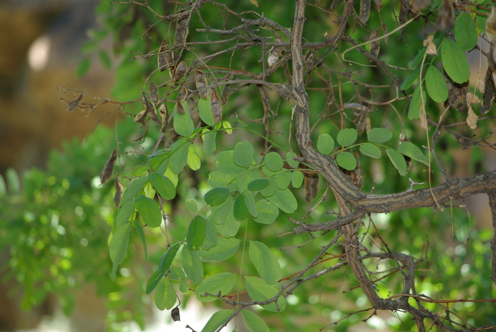 Pentax K200D sample photo. Tree, branches, limbs photography