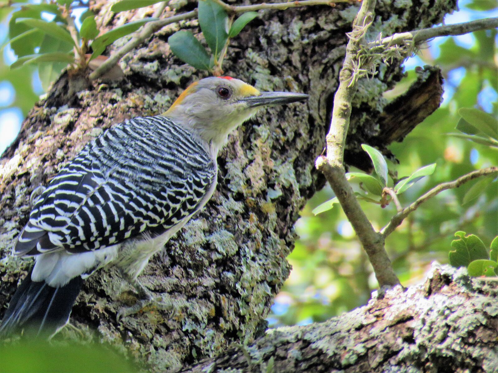 Canon PowerShot SX60 HS sample photo. Bird, close up, woodpecker photography