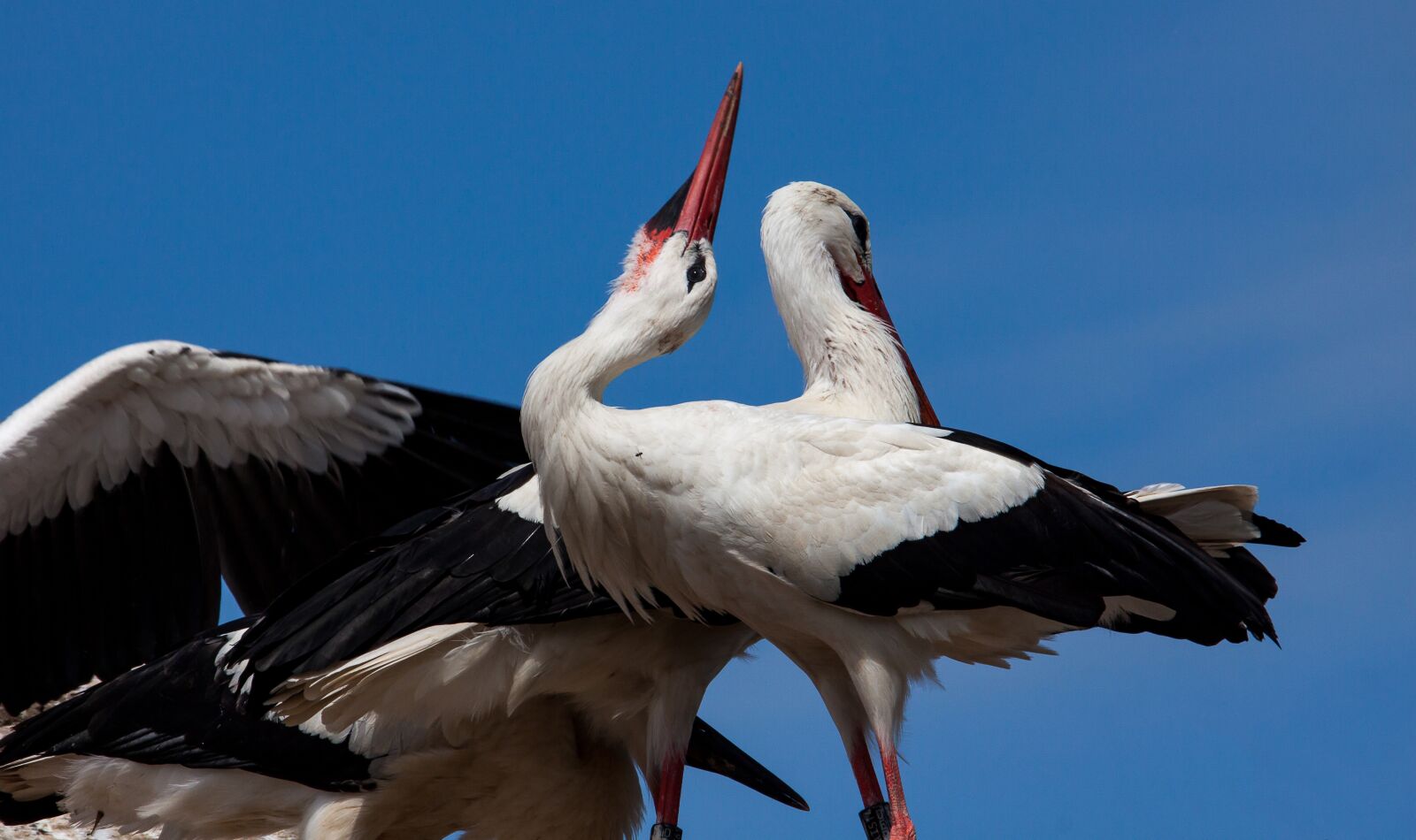 Canon EOS 50D sample photo. Stork, storks, bird photography