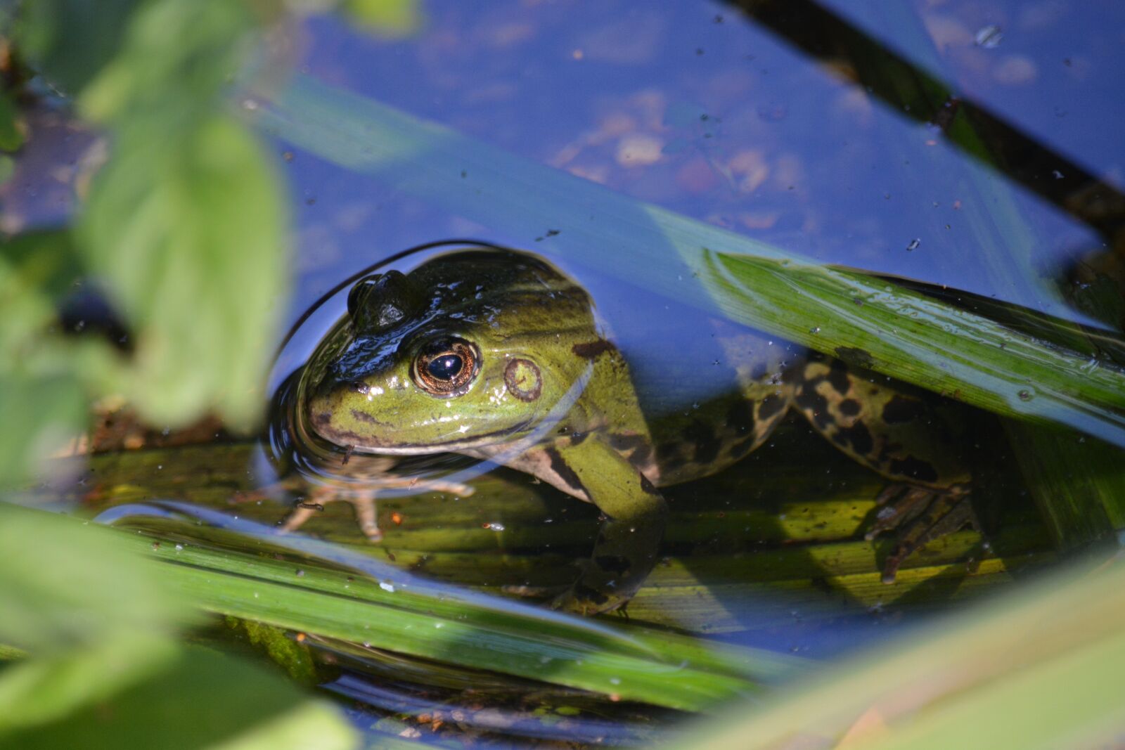 Nikon D5200 sample photo. Frog, amphibian, nature photography