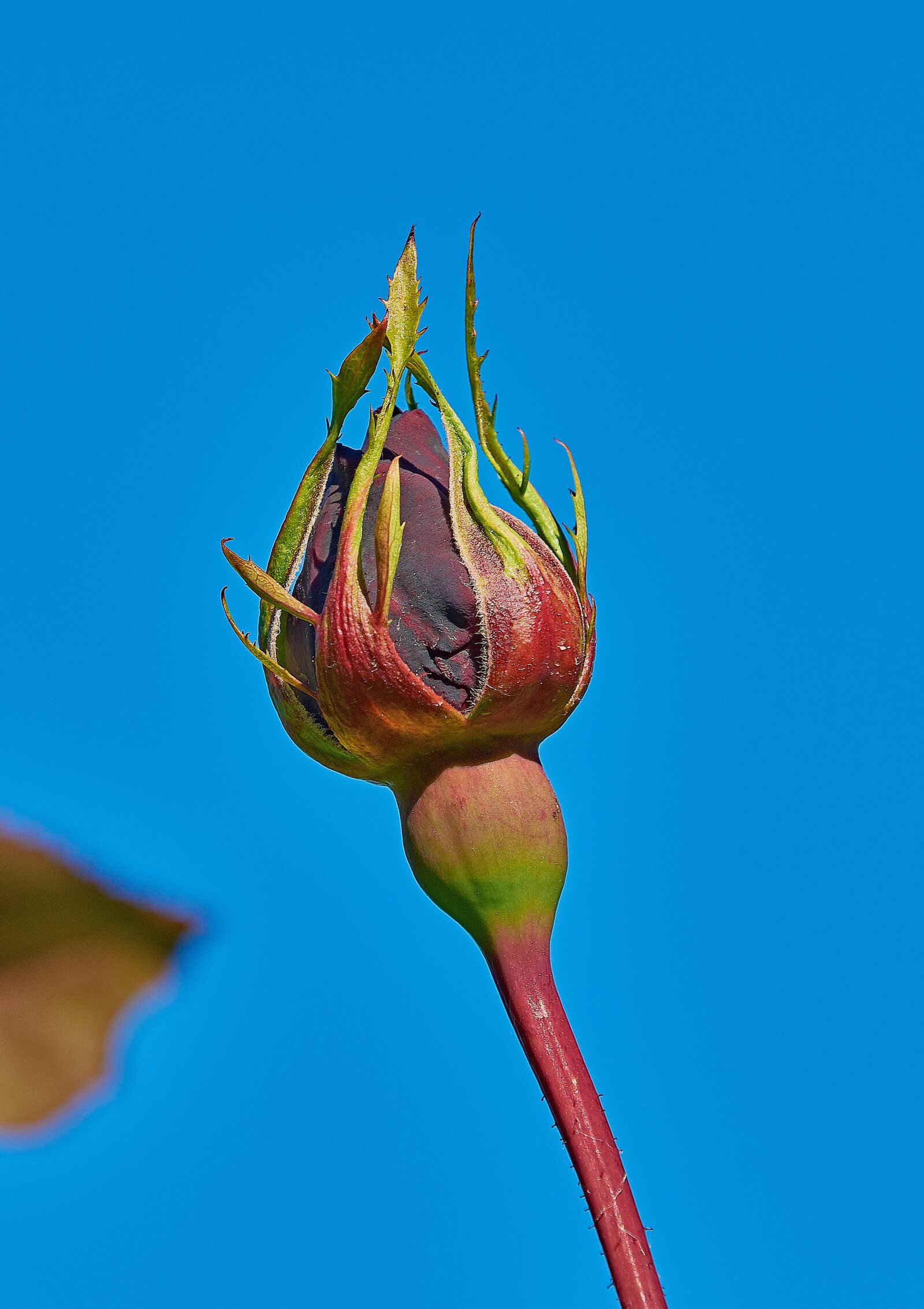Nikon D7200 sample photo. Rosa, garden, flower photography