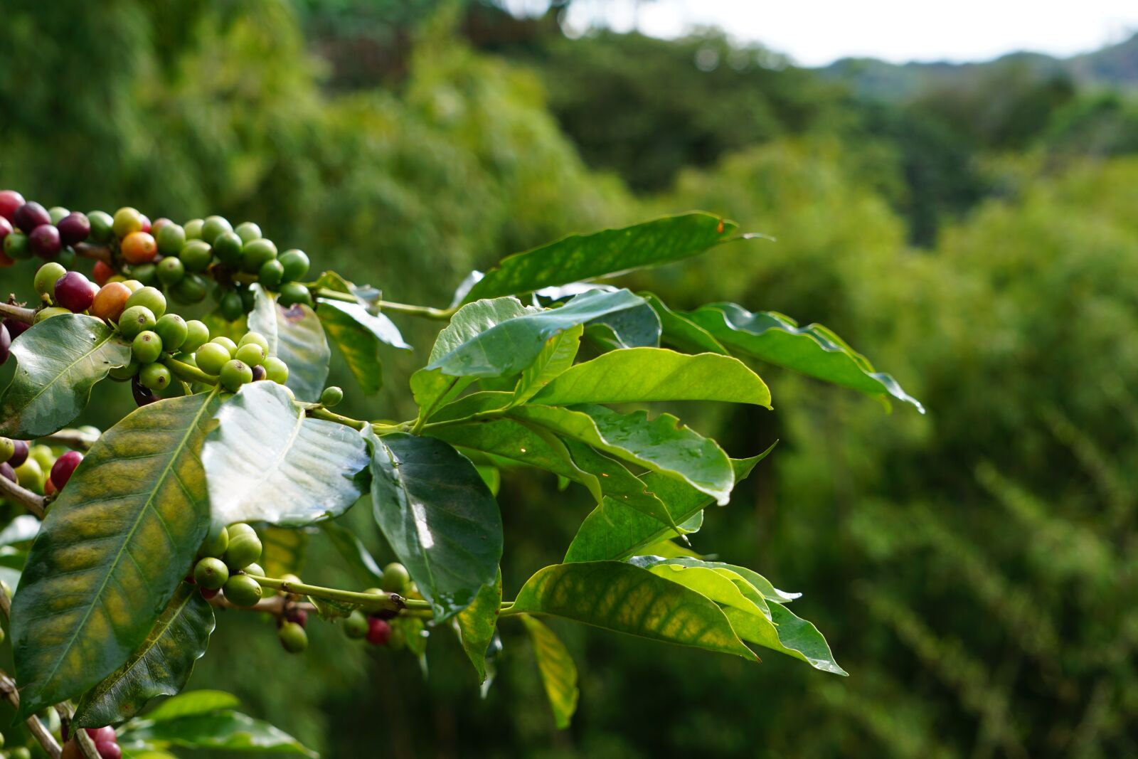 Sony a6000 sample photo. Tree of coffee, coffee photography