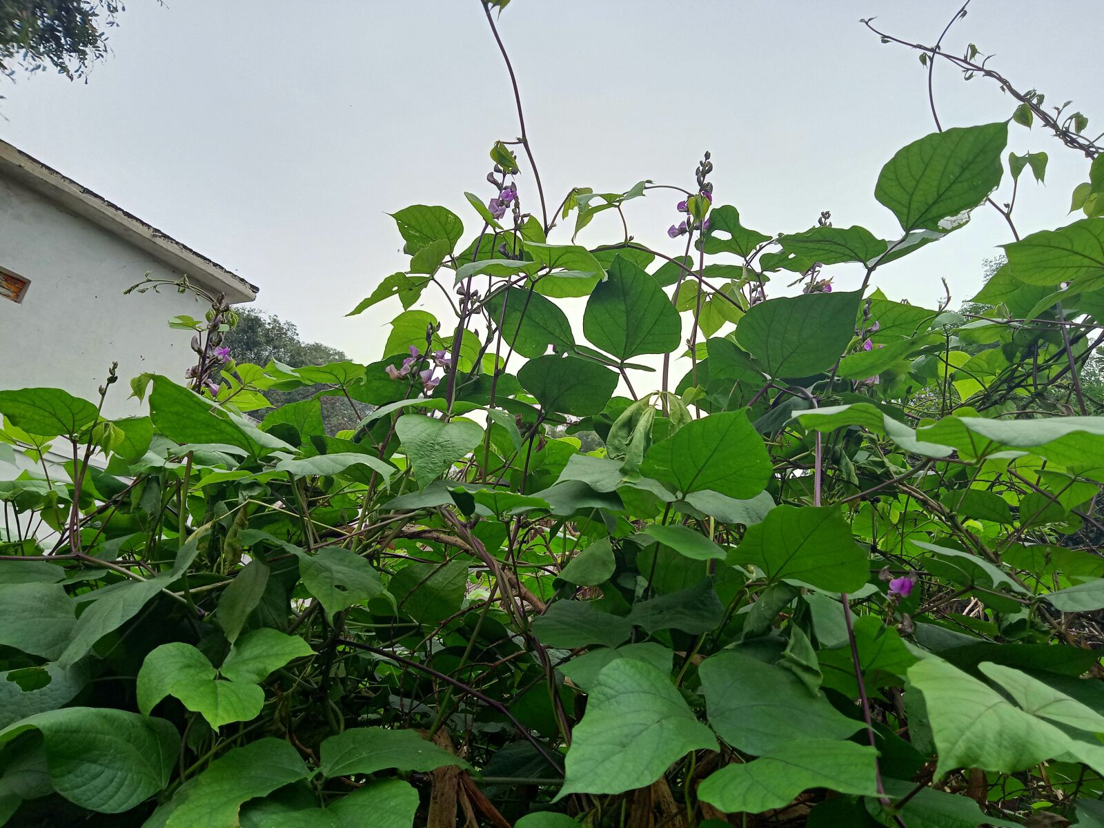 Realme C2 sample photo. Nature, flower, plant photography