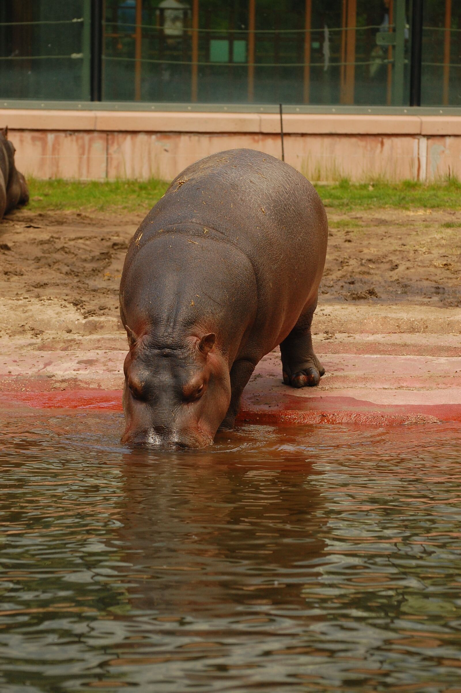 Nikon D40 sample photo. Hippo, water, hippopotamus photography
