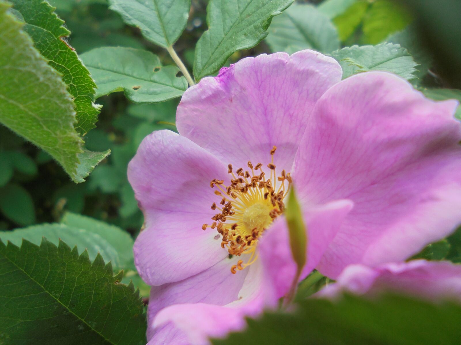 Sony Cyber-shot DSC-W810 sample photo. Macro, nature, flower photography