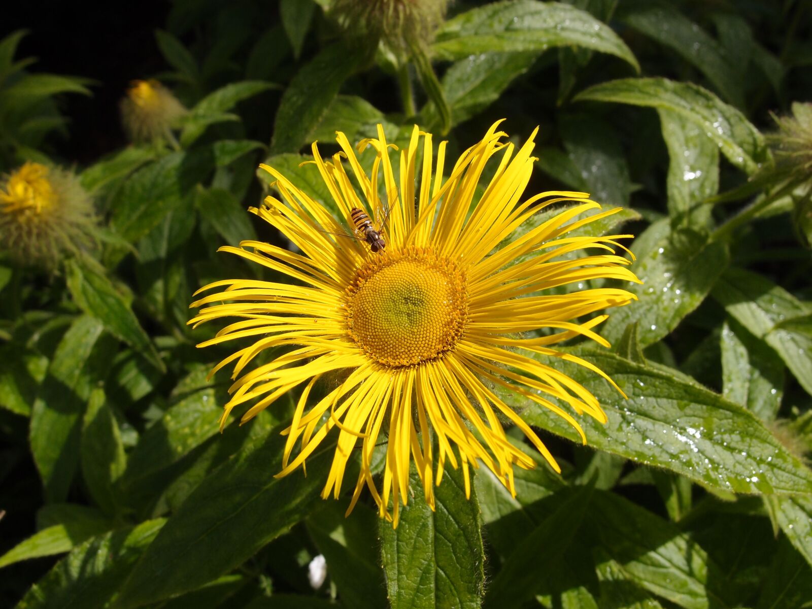 Olympus XZ-1 sample photo. Flower, yellow, nature photography