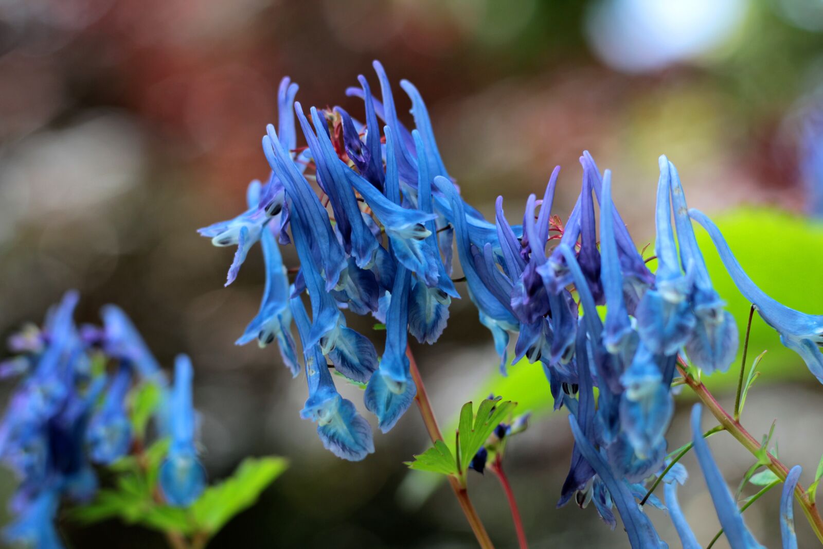 Canon EOS 600D (Rebel EOS T3i / EOS Kiss X5) + Canon EF 50mm F1.8 STM sample photo. Corydalis flexuosa spinners, helmbloem photography