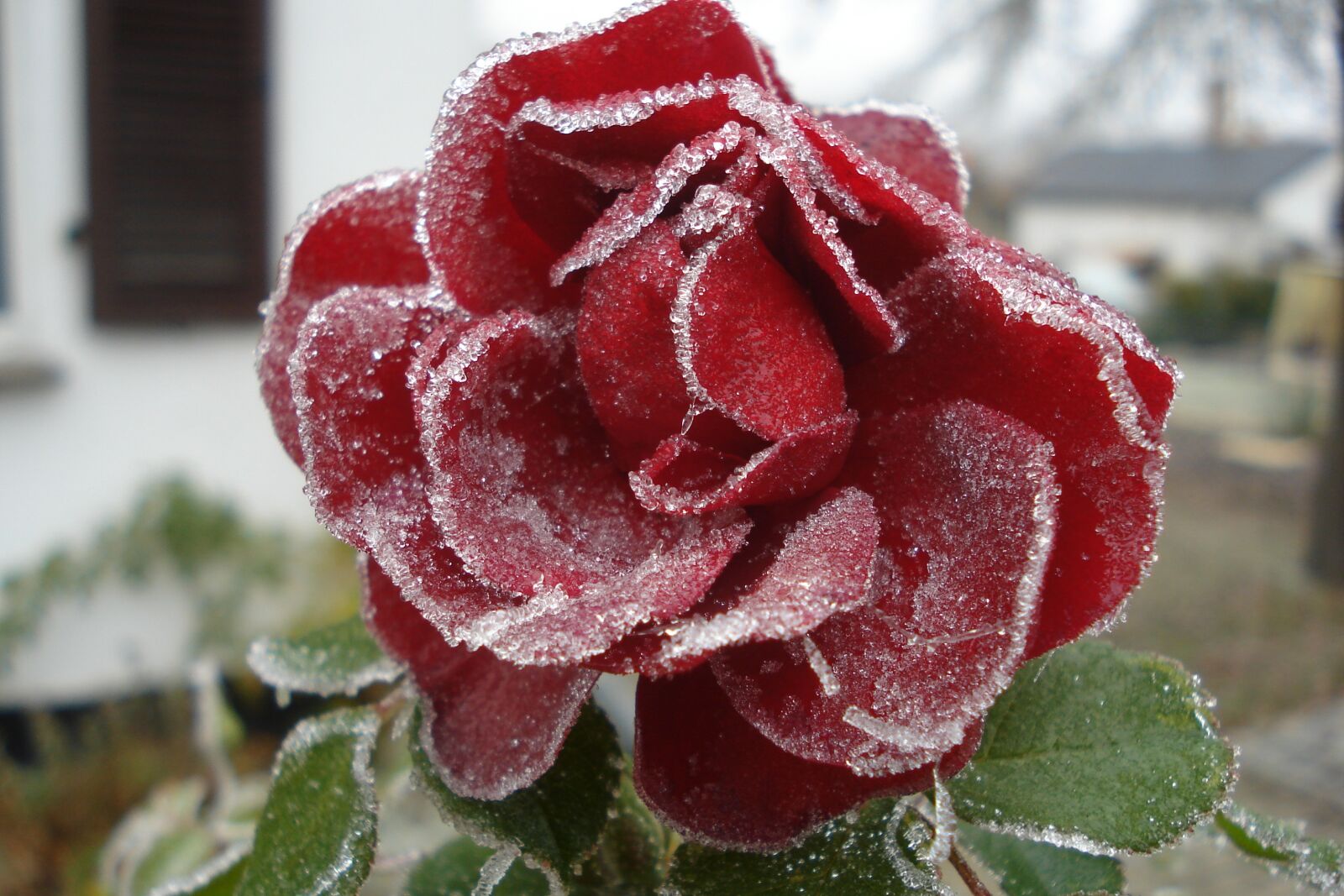 Sony DSC-W55 sample photo. Nature, flower, rose photography