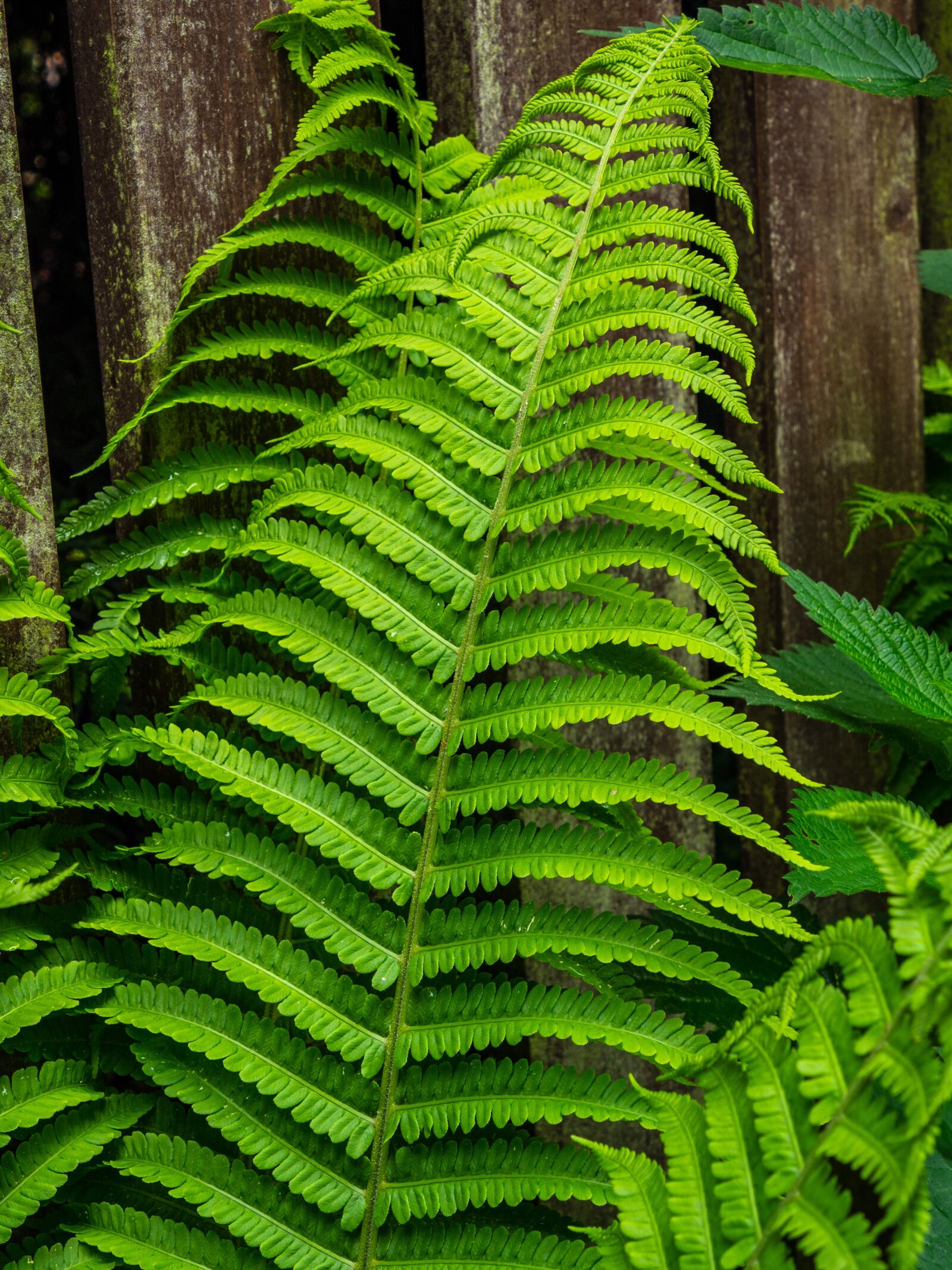 Olympus M.Zuiko Digital ED 12-200mm F3.5-6.3 sample photo. Bracken, sheet, green photography