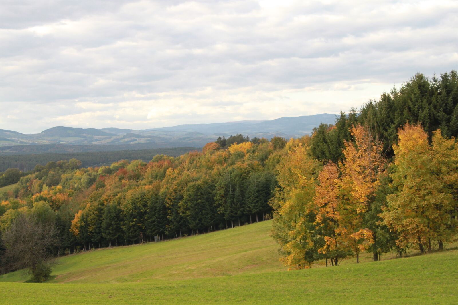 Canon EOS 500D (EOS Rebel T1i / EOS Kiss X3) sample photo. Forest, leaves, landscape photography