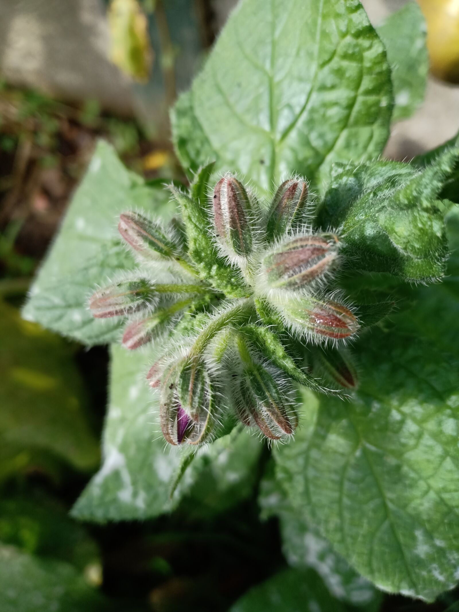 OPPO F7 sample photo. Cucumber herb, borage, the photography