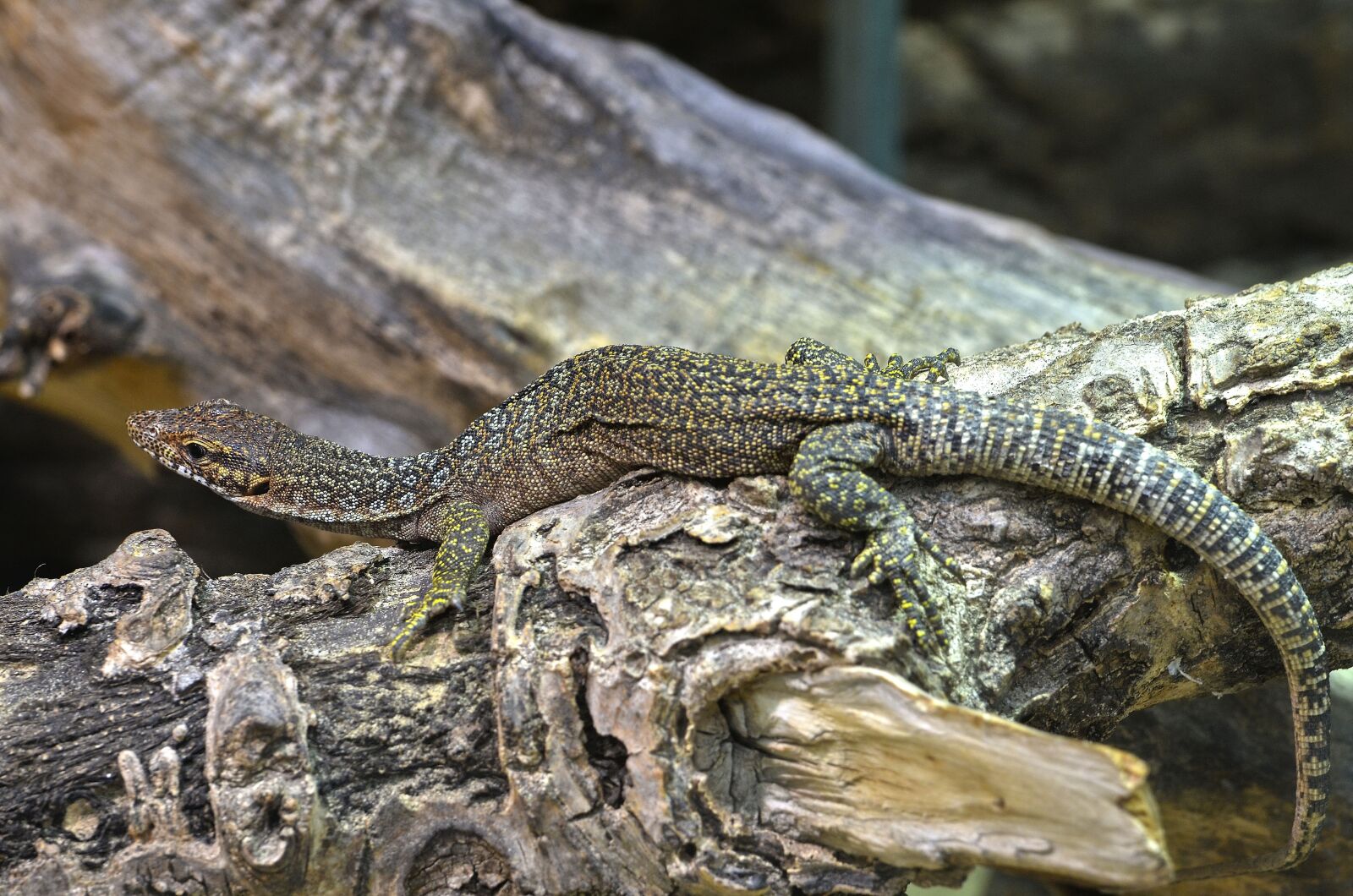 Nikon D7000 sample photo. Timorwaran, monitor, reptile photography