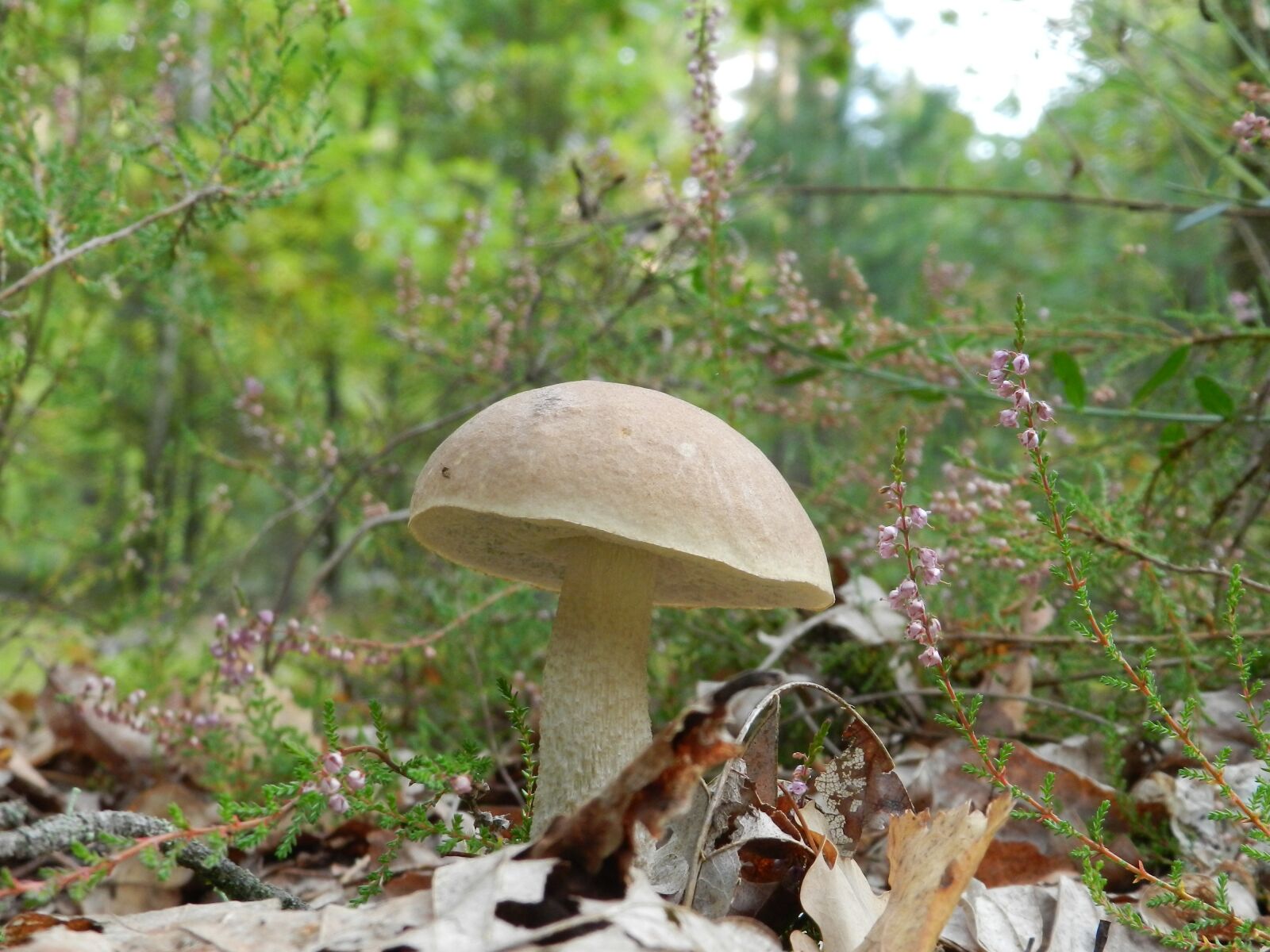 Nikon Coolpix P500 sample photo. Forest, mushroom, rough boletus photography