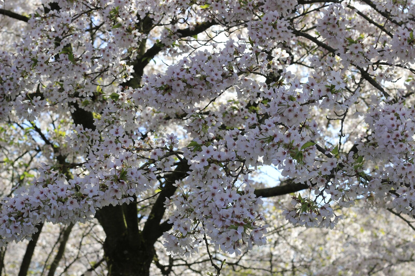 Canon EOS 600D (Rebel EOS T3i / EOS Kiss X5) + Canon EF 50mm F1.8 II sample photo. Cherry, tree, blossom photography