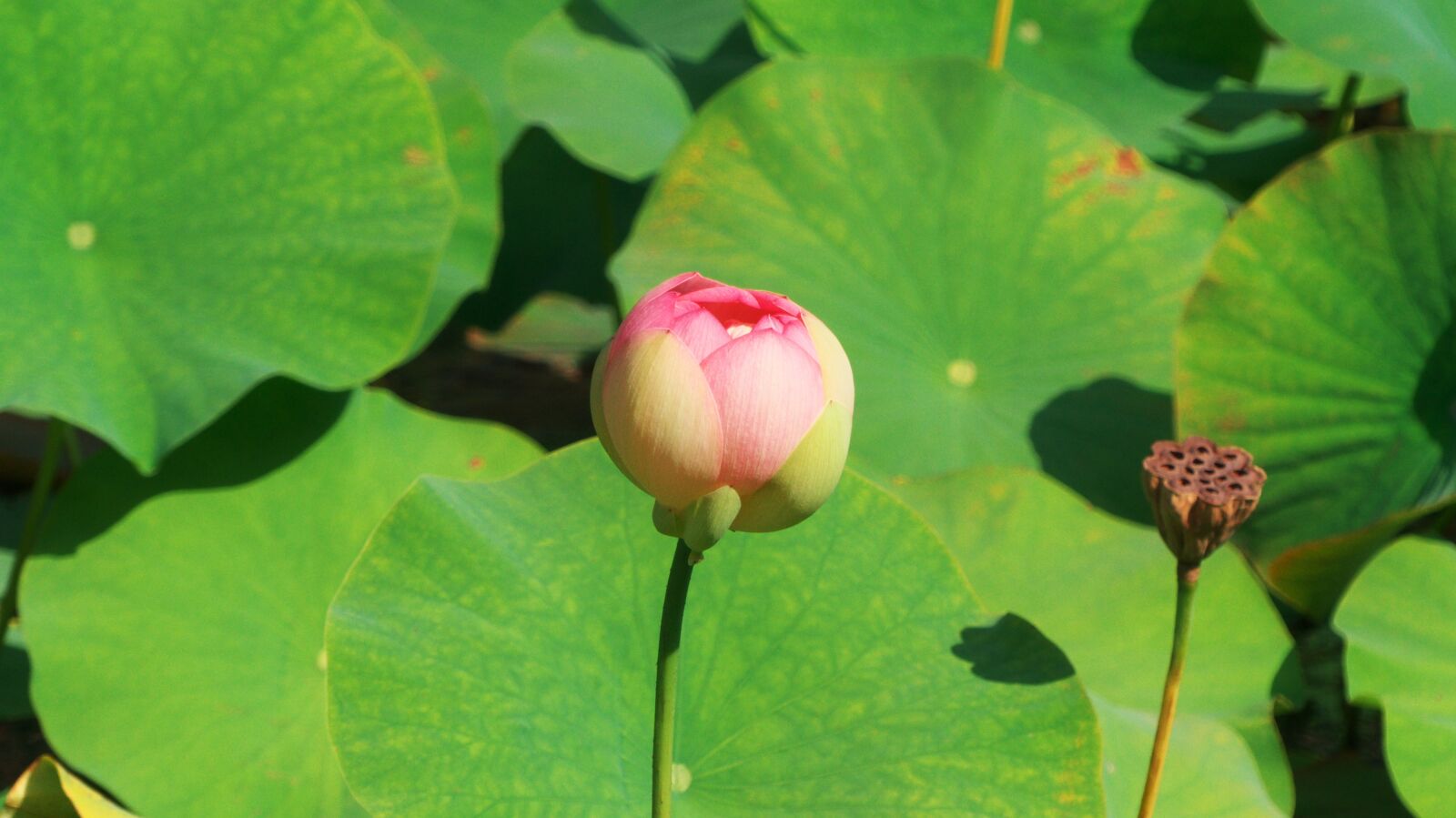 Panasonic Lumix DMC-FZ300 sample photo. Lotus, aquatic plant, flower photography