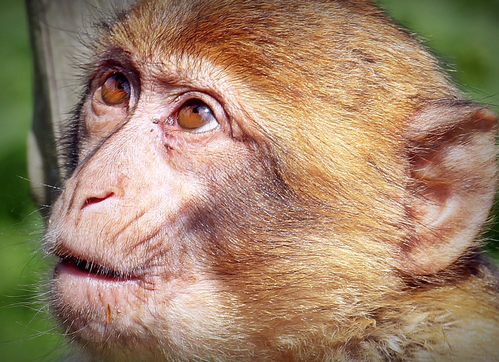 Canon EOS 550D (EOS Rebel T2i / EOS Kiss X4) sample photo. Barbary ape, monkey, primate photography