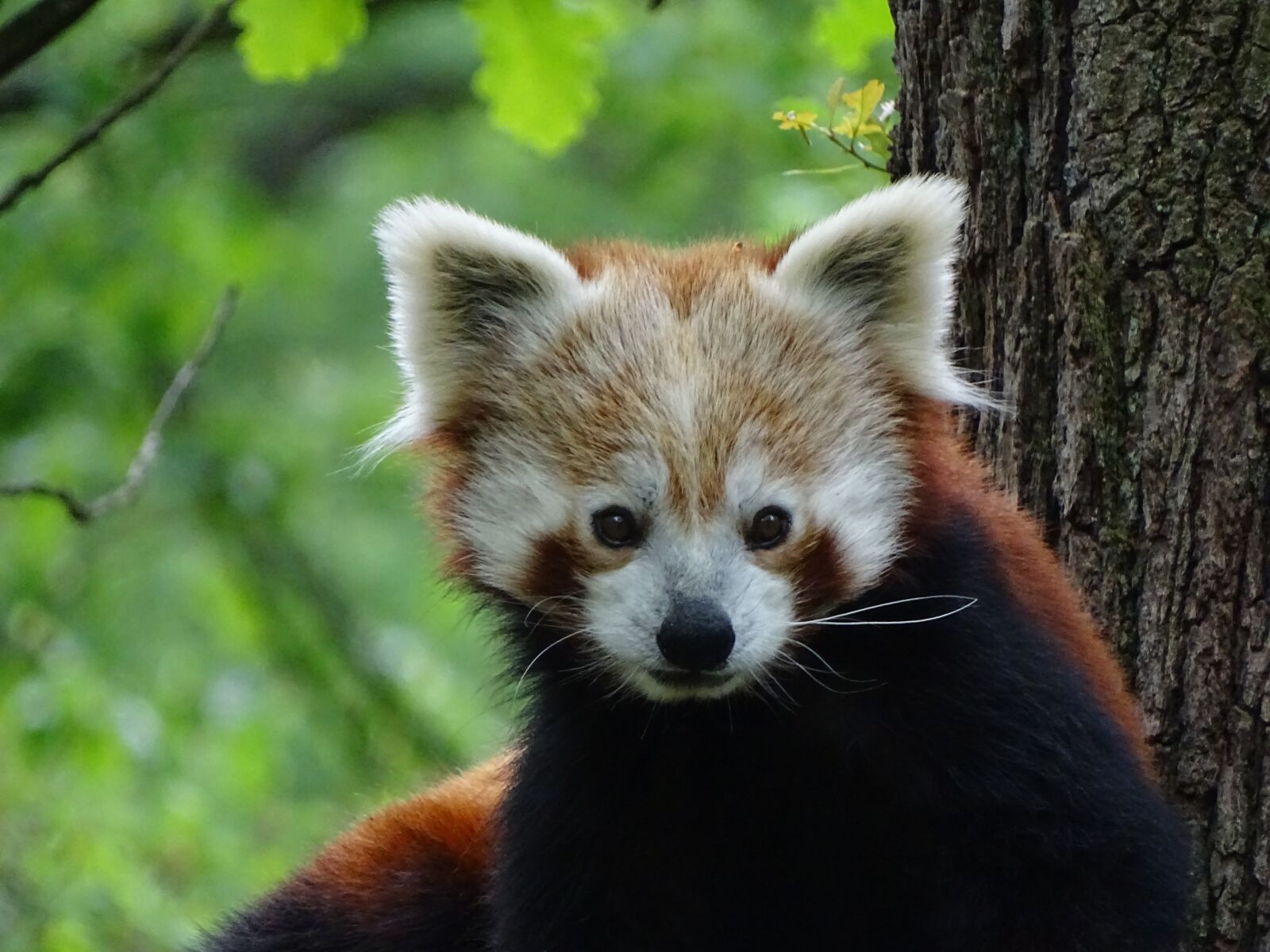 Sony Cyber-shot DSC-HX400V sample photo. Red panda, zoo brno photography
