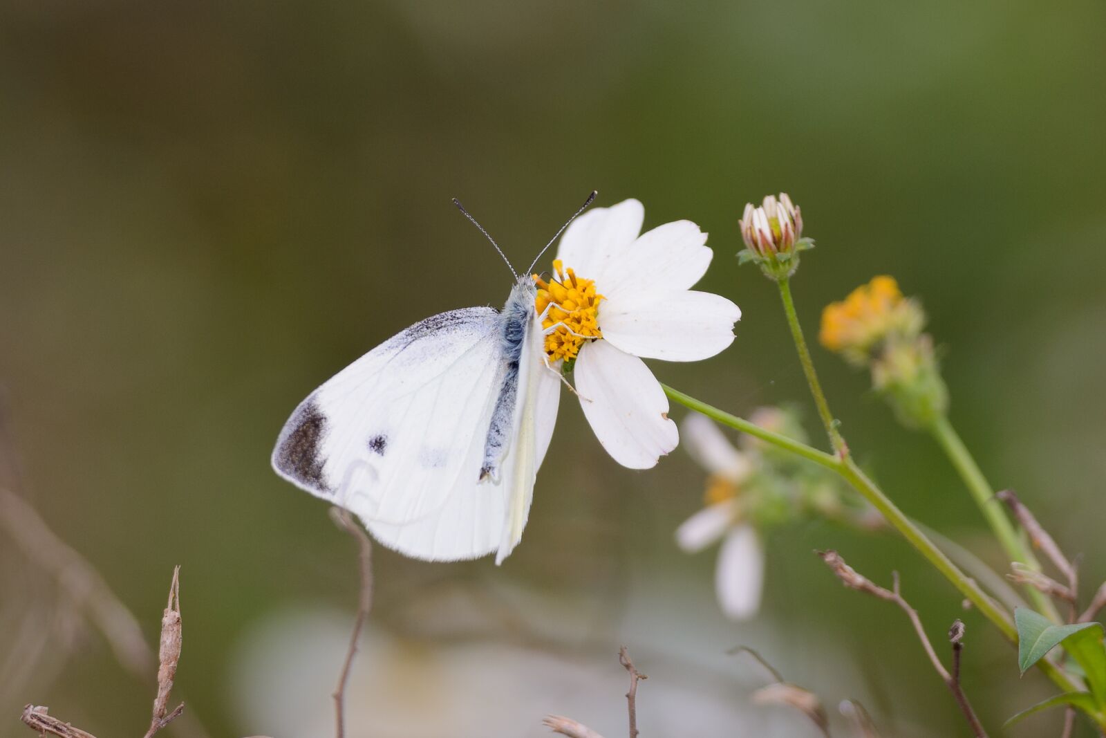 Nikon D7100 sample photo. Butterfly, nature, flower photography