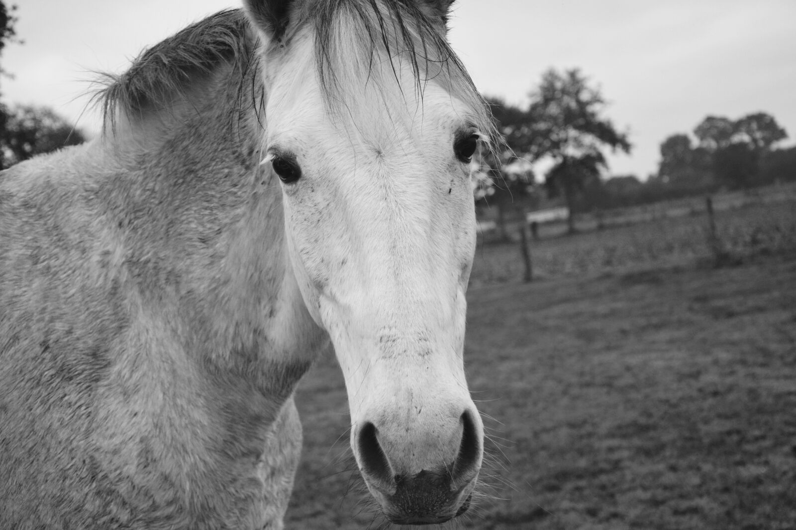 Nikon D5200 sample photo. Horse, photo black white photography