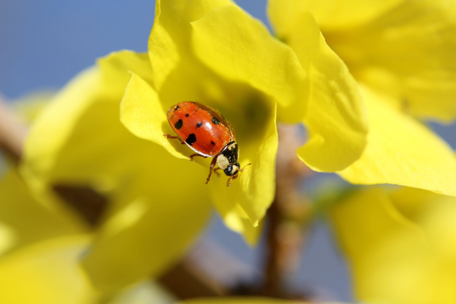 Canon EF-S 60mm F2.8 Macro USM sample photo. Ladybug, ladybird, beetle photography