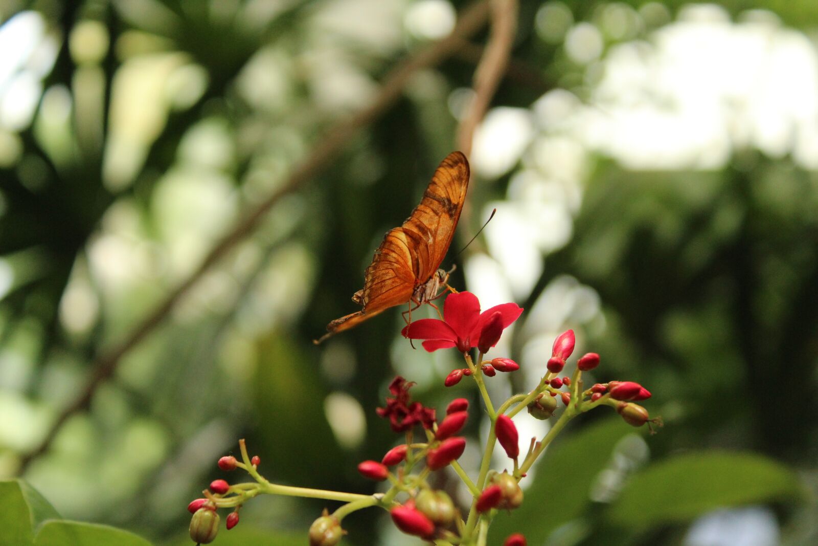 Canon EOS 1300D (EOS Rebel T6 / EOS Kiss X80) sample photo. Butterfly, outdoor, springtime photography