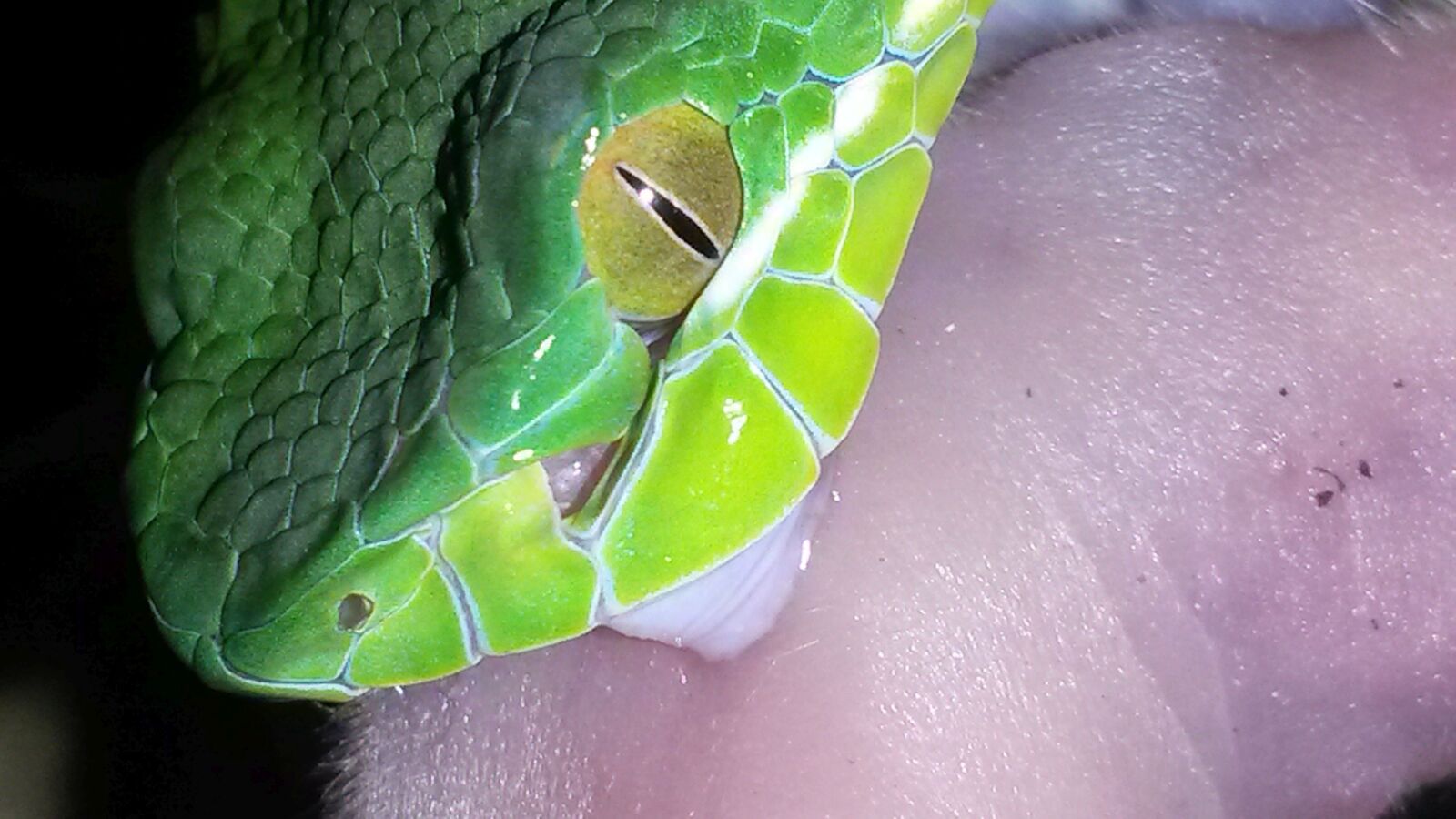 Samsung Galaxy S4 Mini sample photo. Venomous snake, poison, snake photography