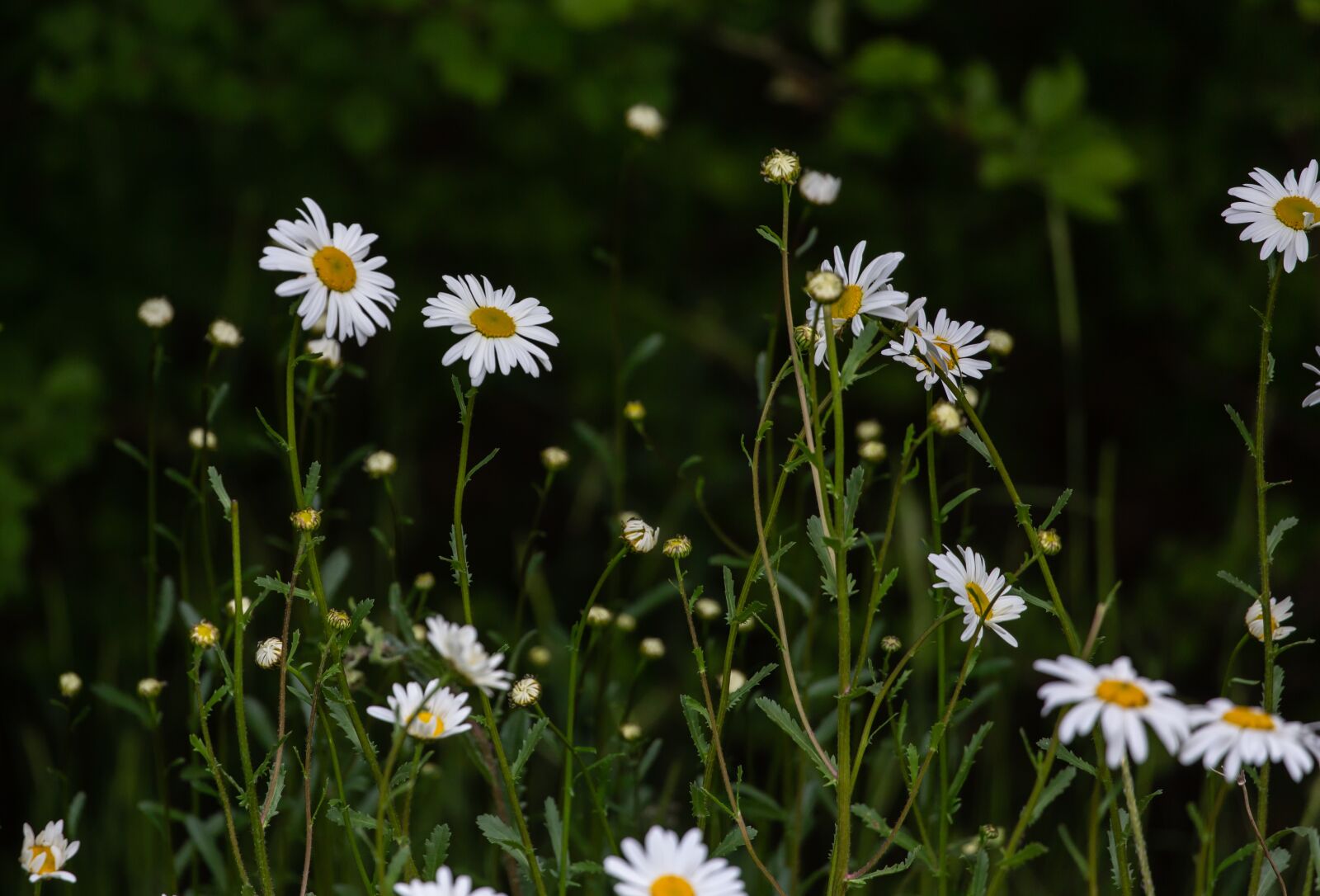 Canon EOS 5D Mark III sample photo. Oxeye daisy, dog daisy photography