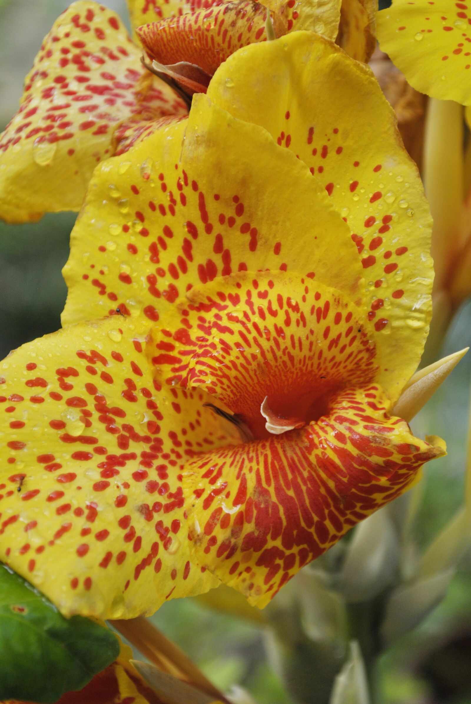 Nikon D3000 sample photo. Platanillo, flower, yellow photography